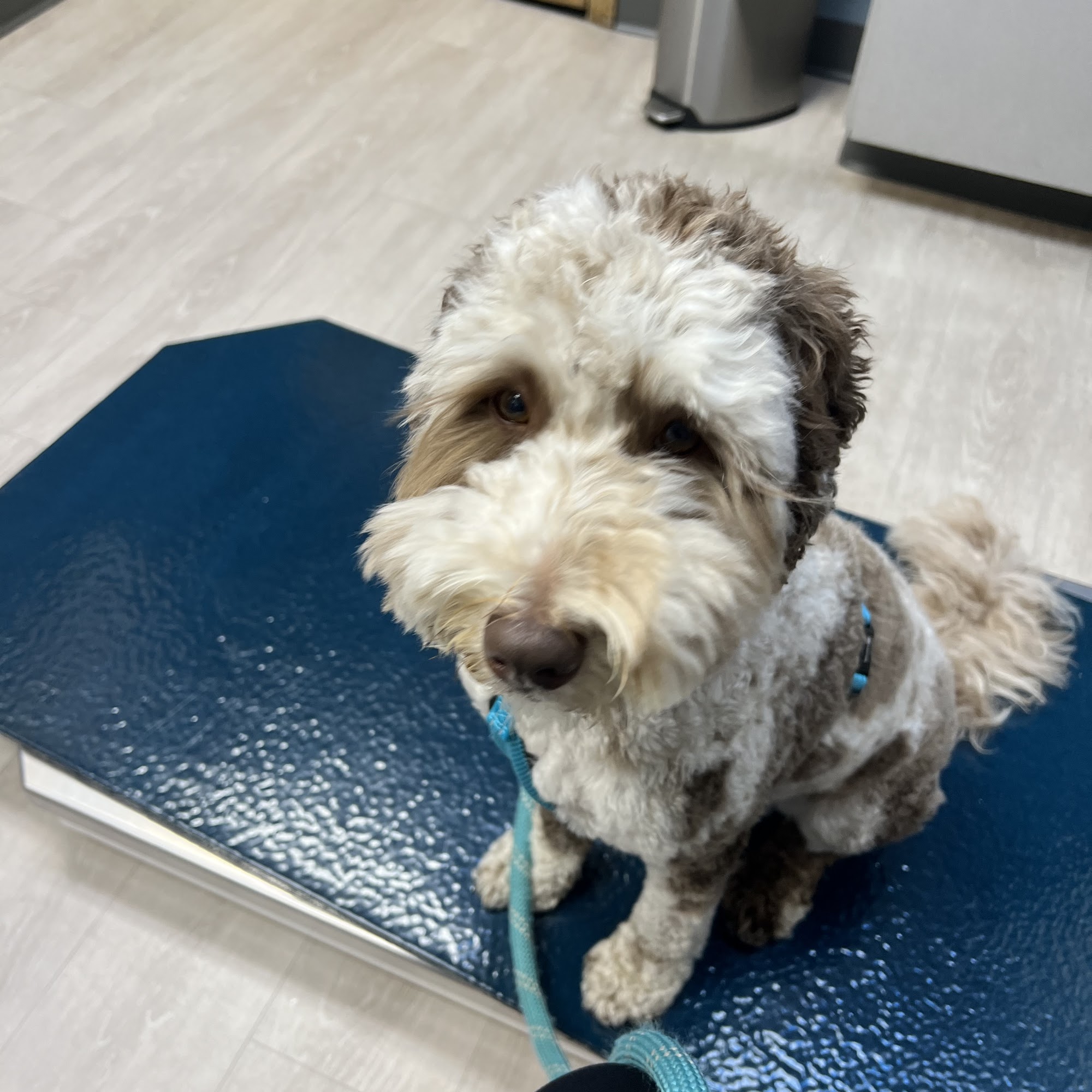 Hudson Animal Hospital Hudson