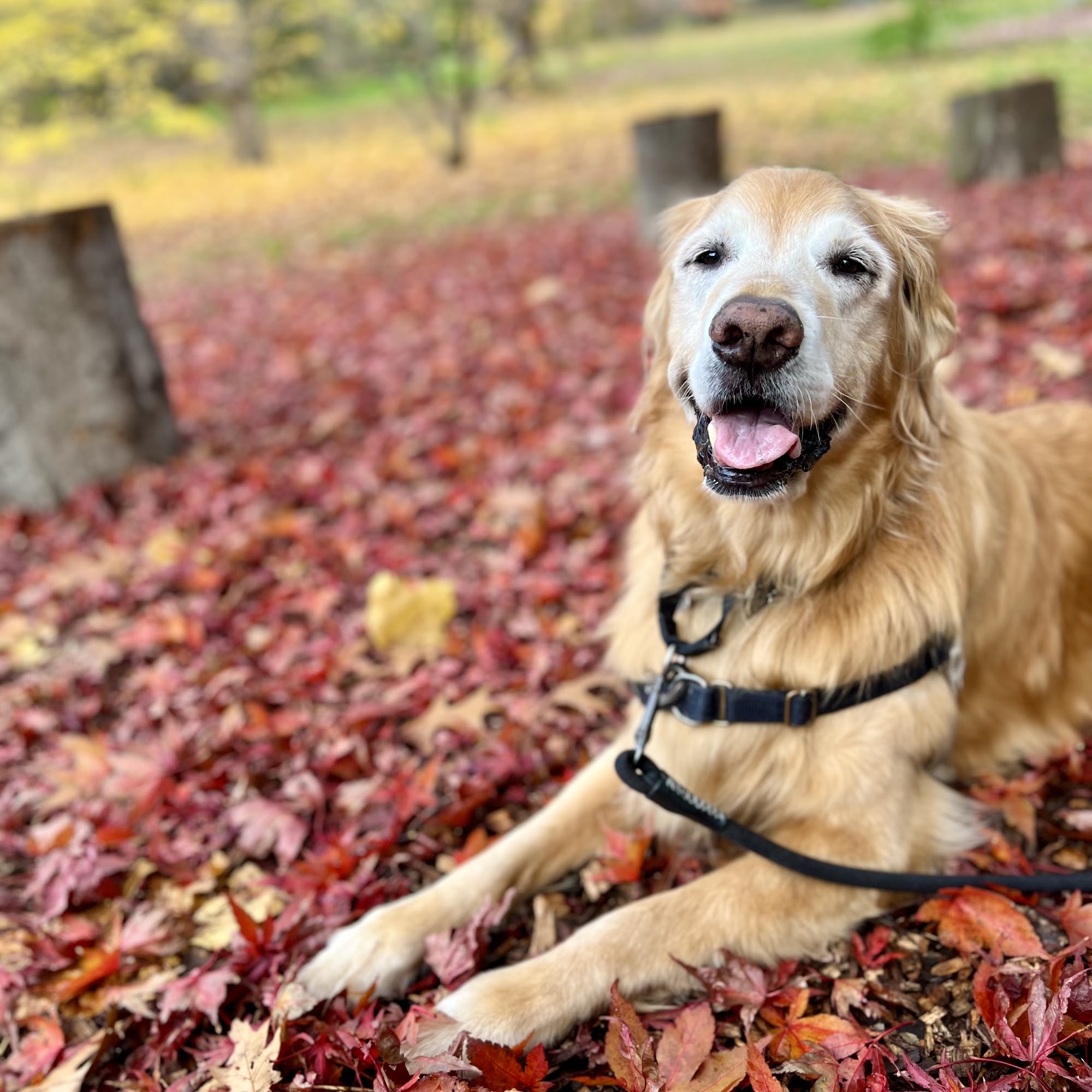Yankee Golden Retriever Rescue Hudson