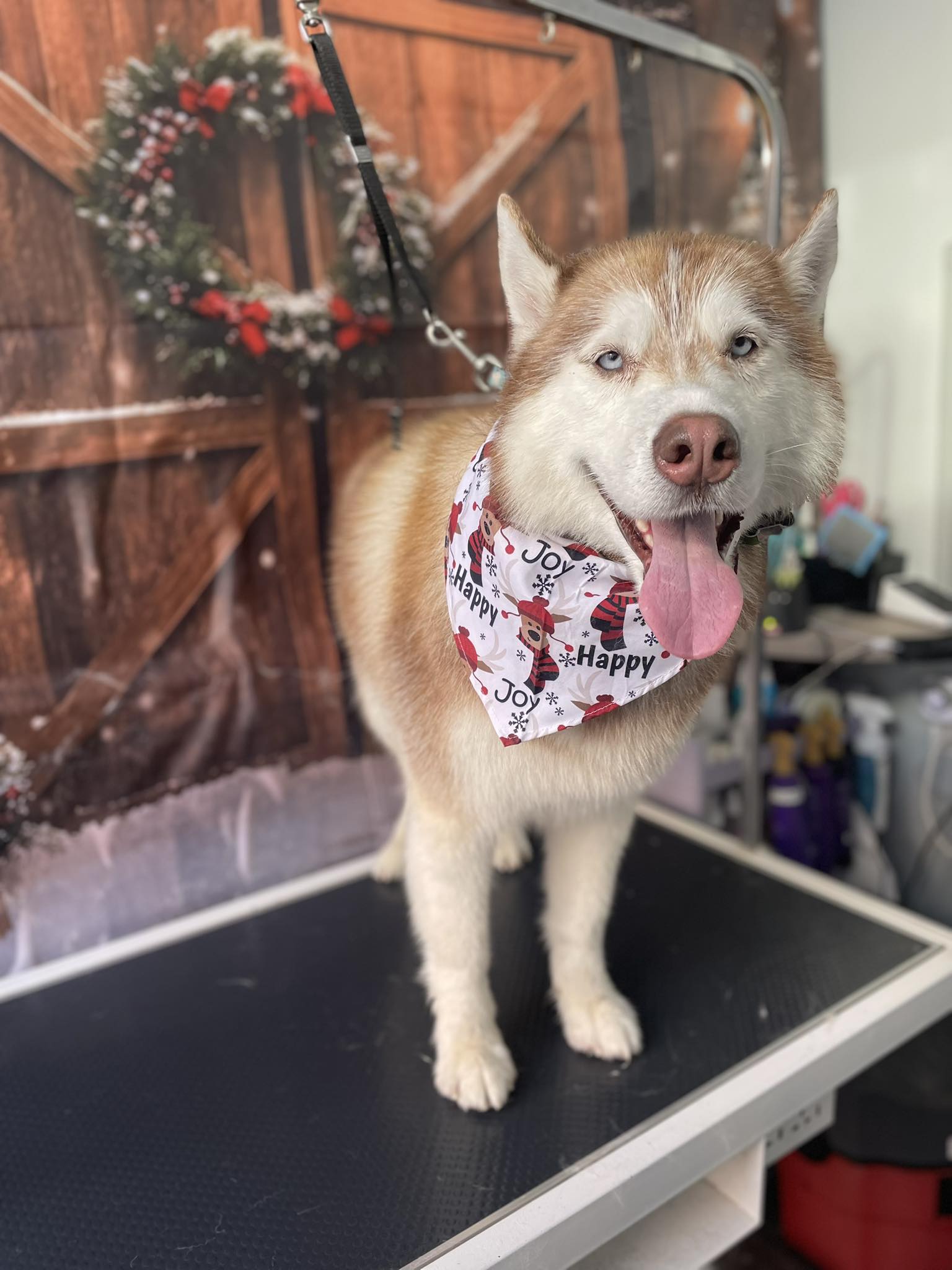 The Village Groomer Of Hudson & Anytime Dog Wash Hudson