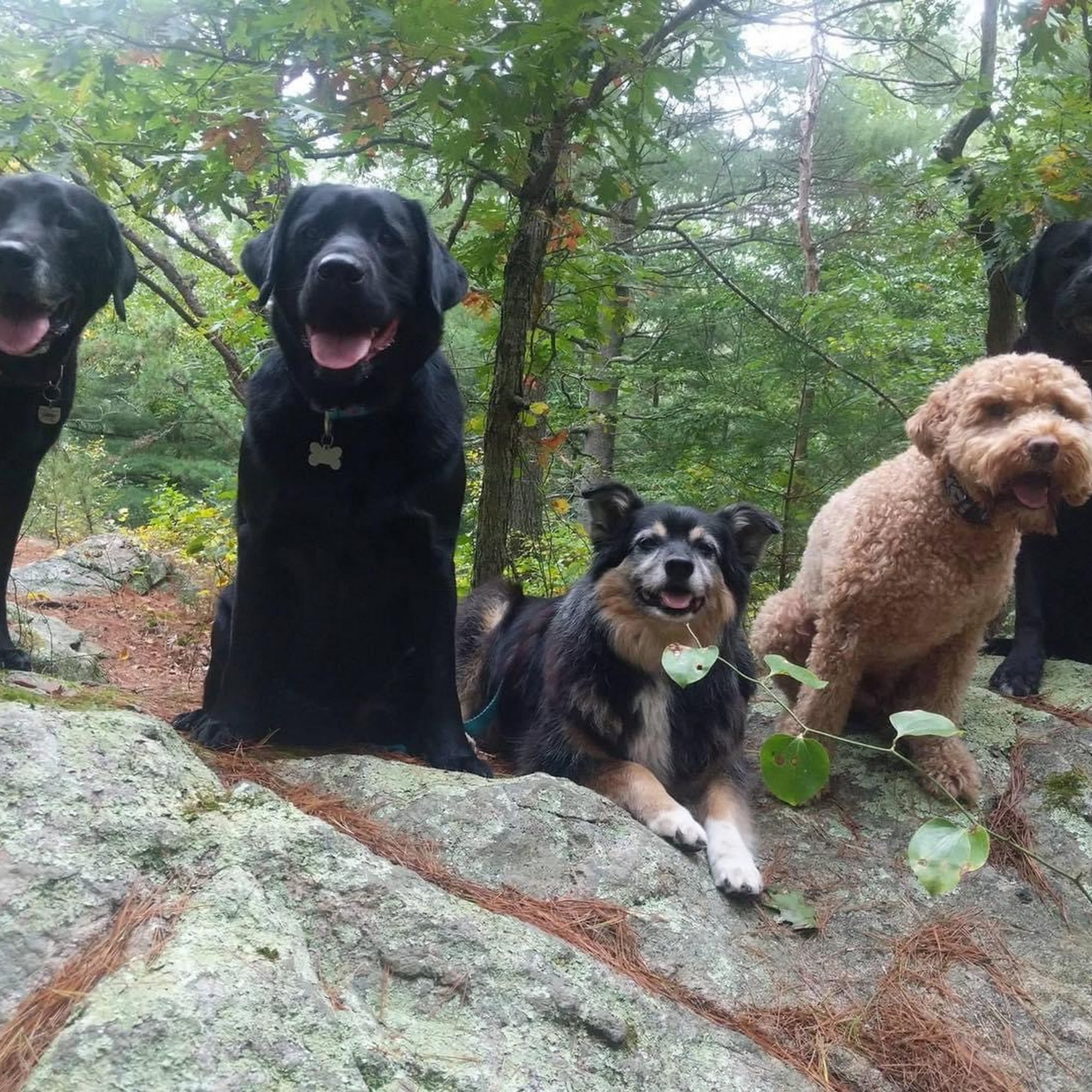 Sandy Tails K9 Adventures Hull