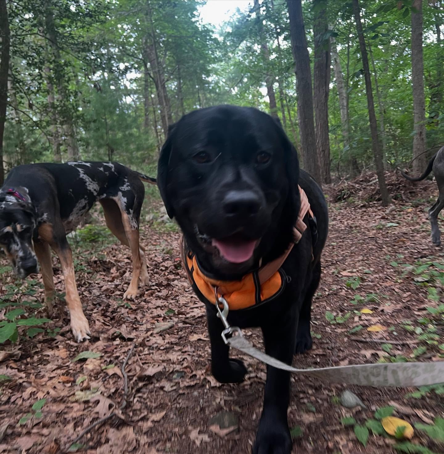 Sandy Tails K9 Adventures Hull