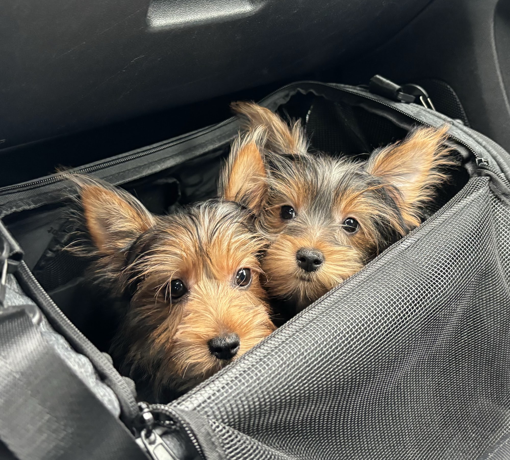 Avila Puppies Hyannis