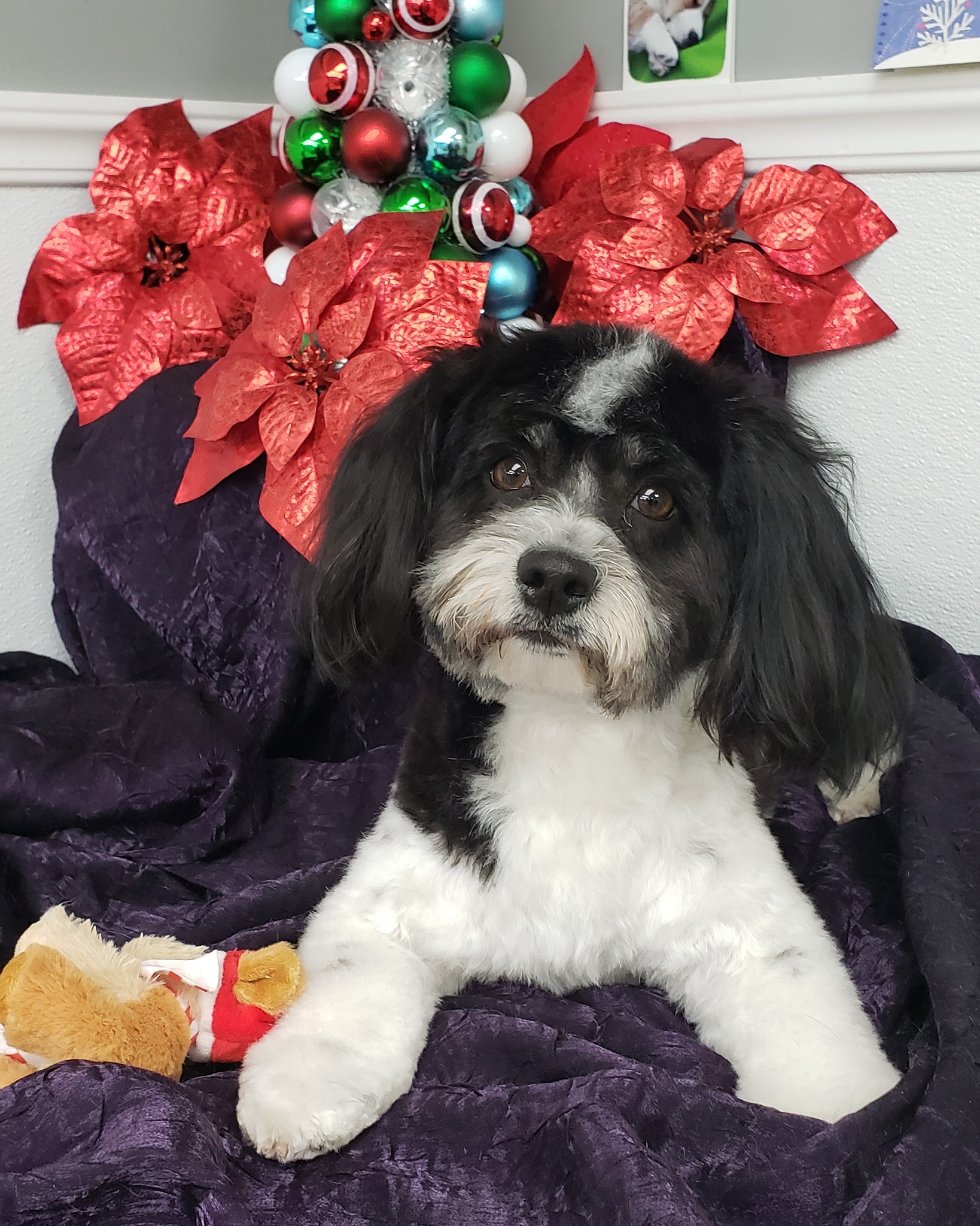 Dipsy Poodle Shoppe Hyannis