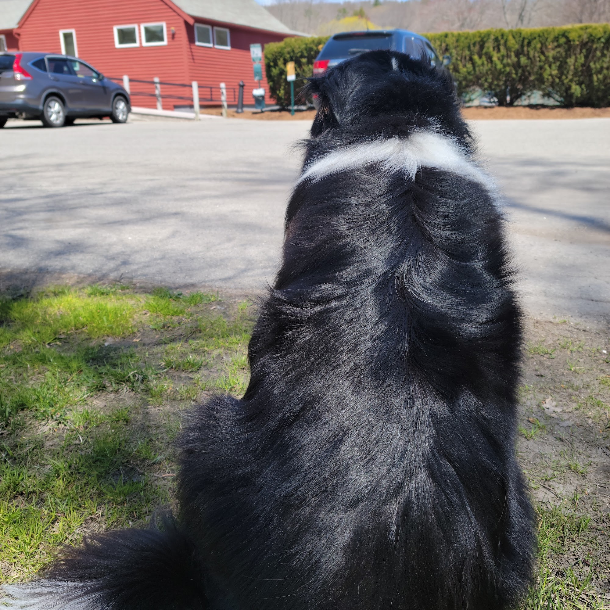 Srh Veterinary Services Ipswich