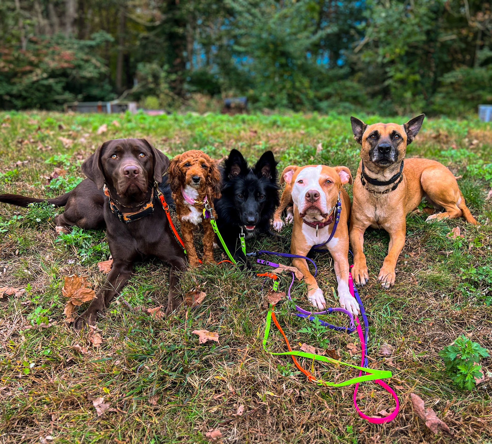 Boston for the Dogs Jamaica Plain