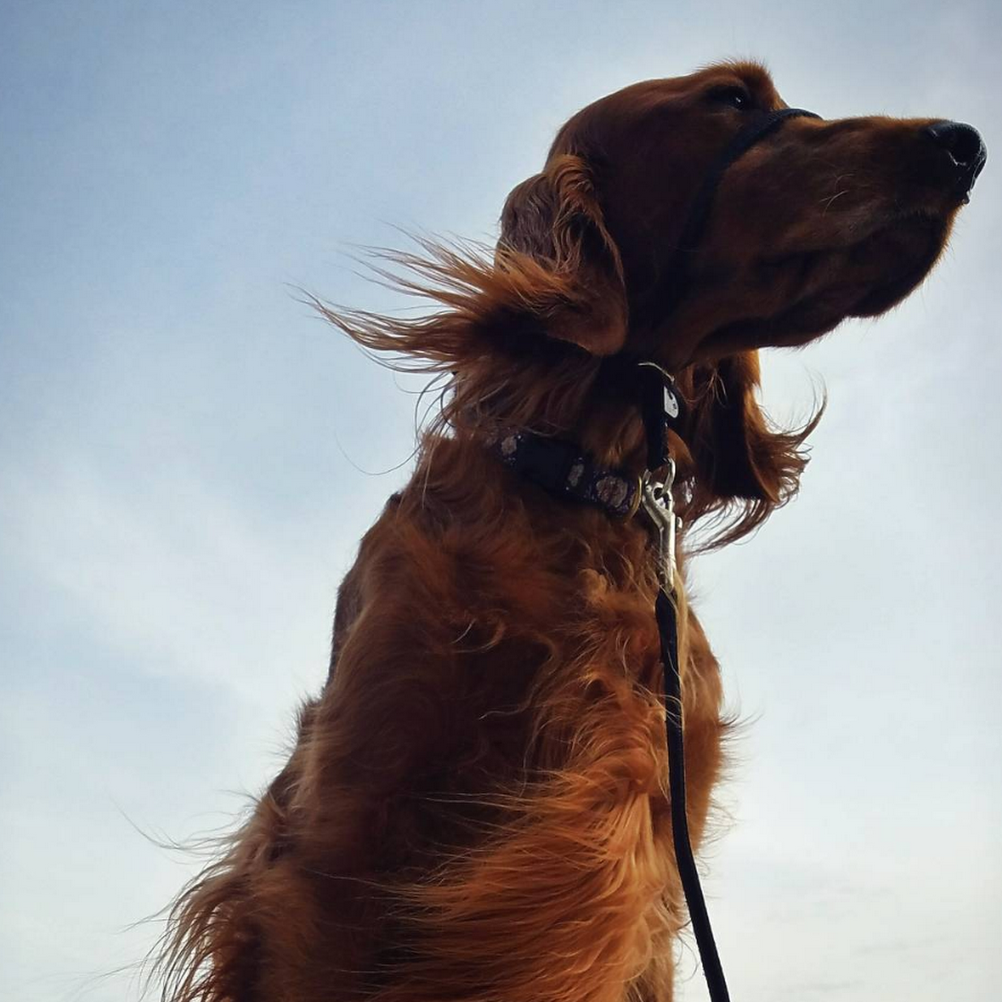 The Fetching Hound Jamaica Plain