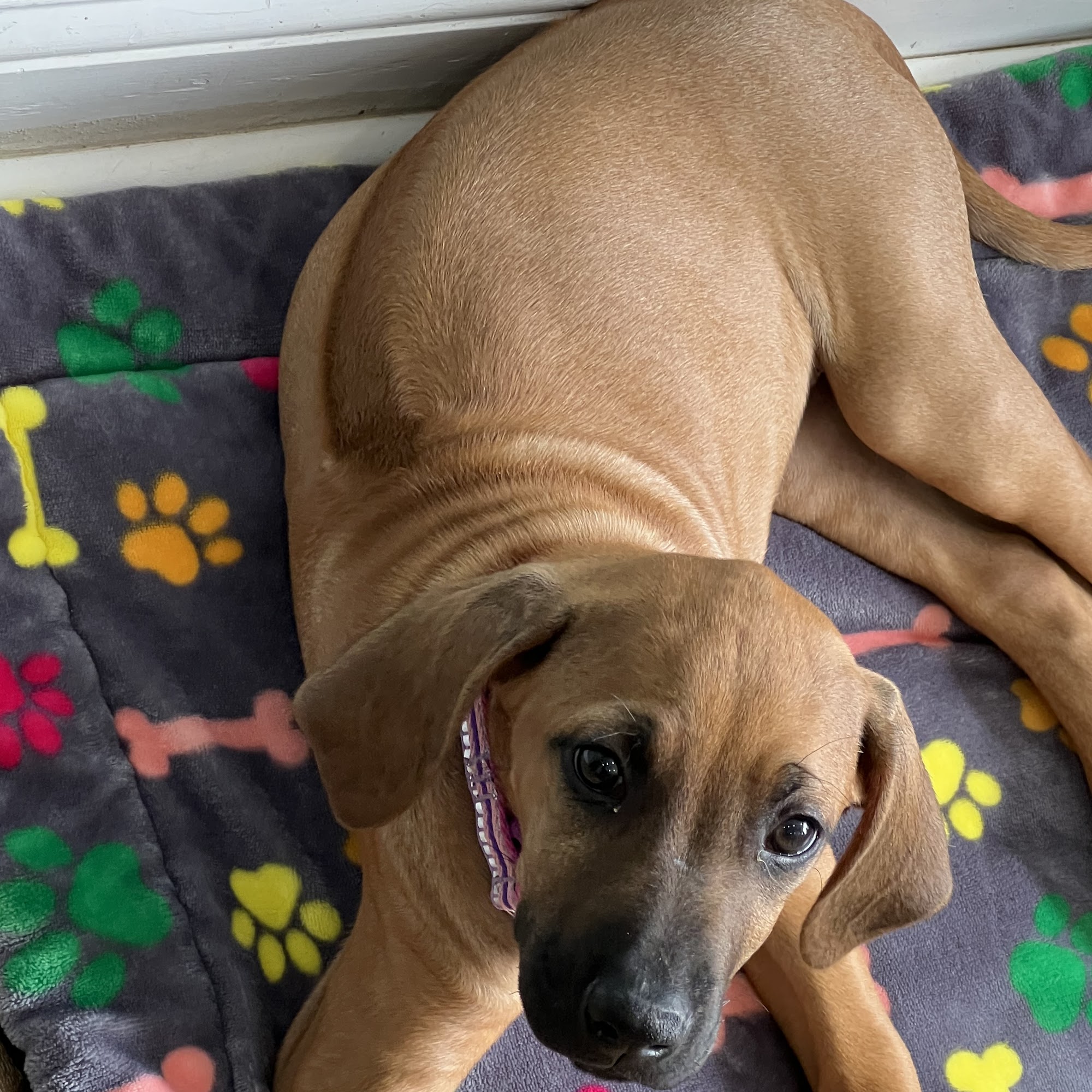 Pondside Pet Care Jamaica Plain