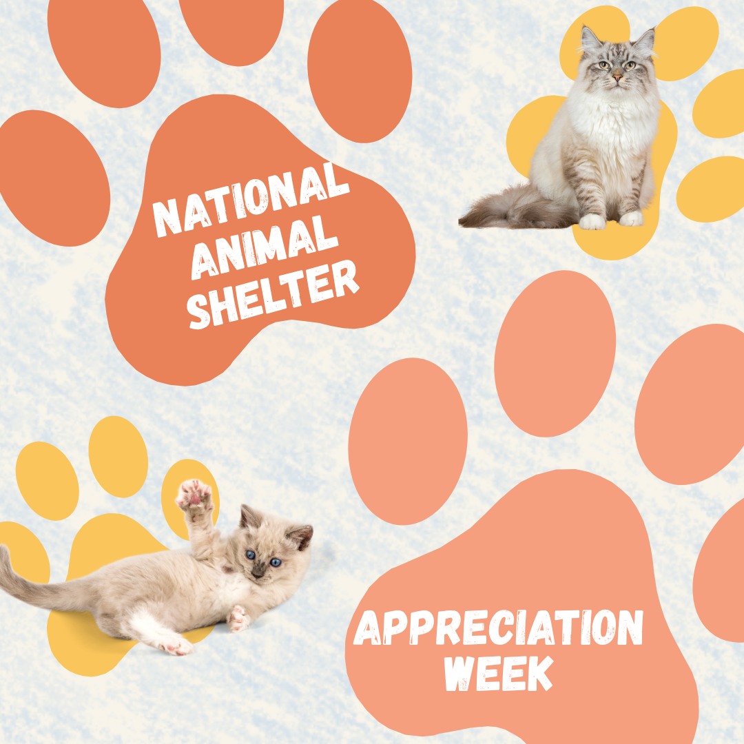 The Boston Cat Hospital Jamaica Plain