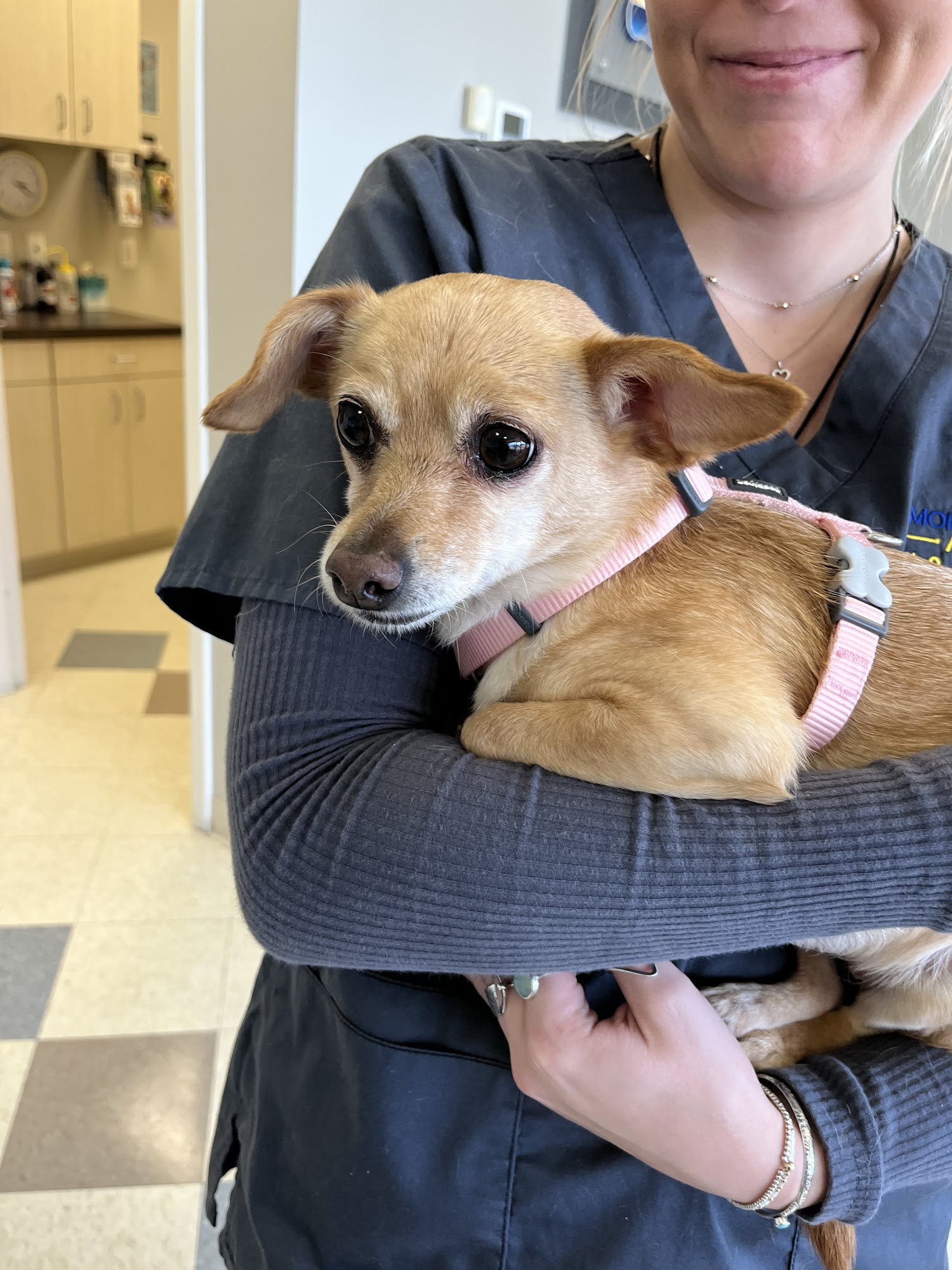 Morningstar Animal Hospital Kingston