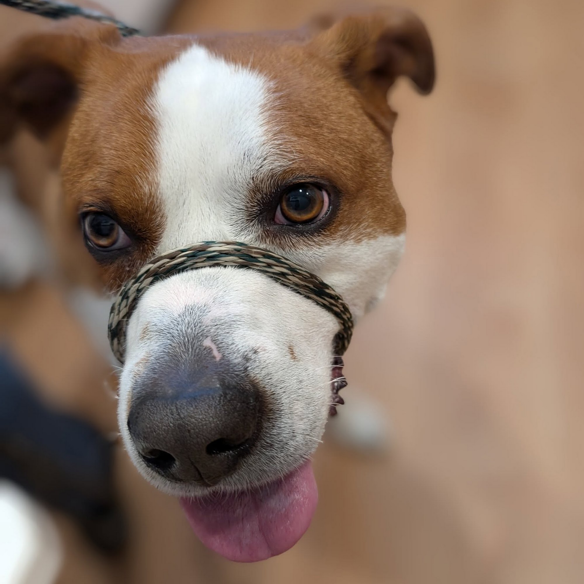 Kingston Animal Hospital Kingston