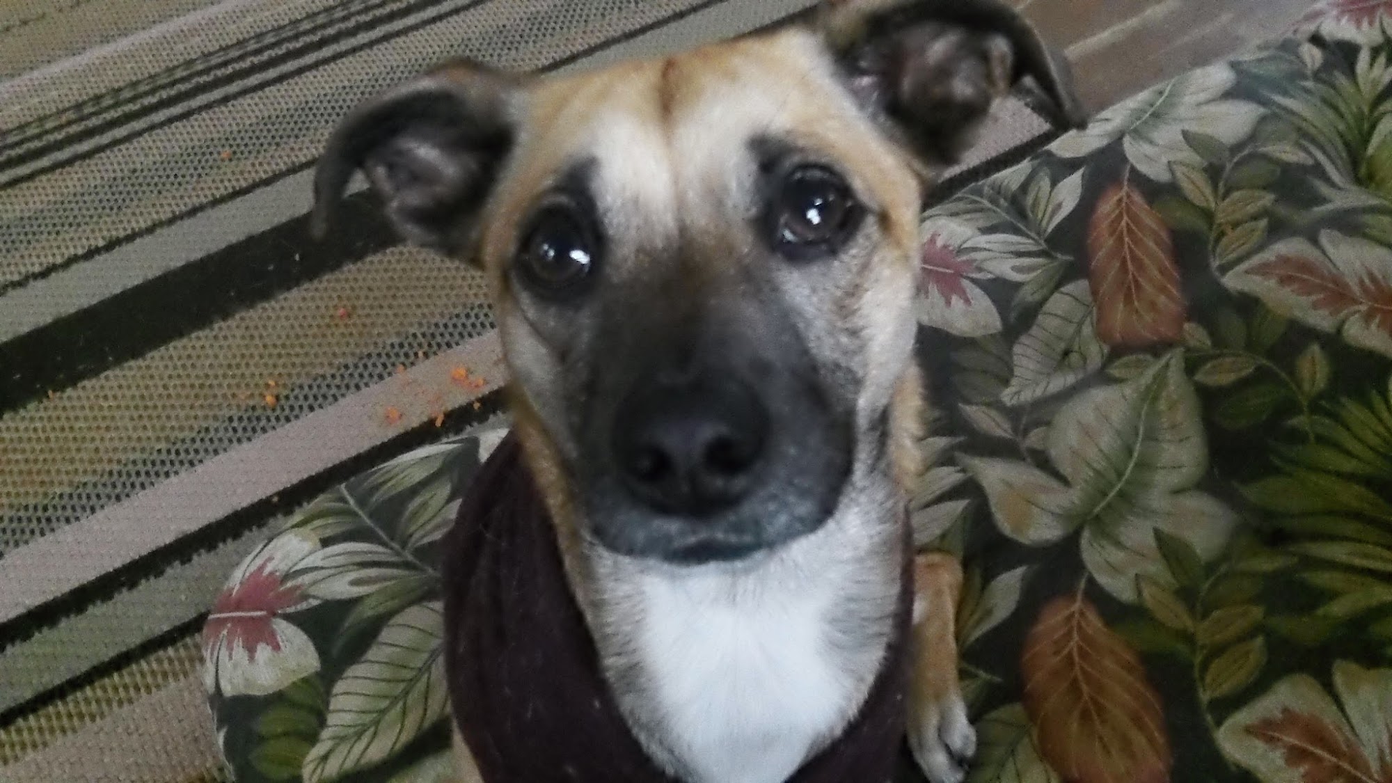 The Everyday Dog Positive Training Kingston