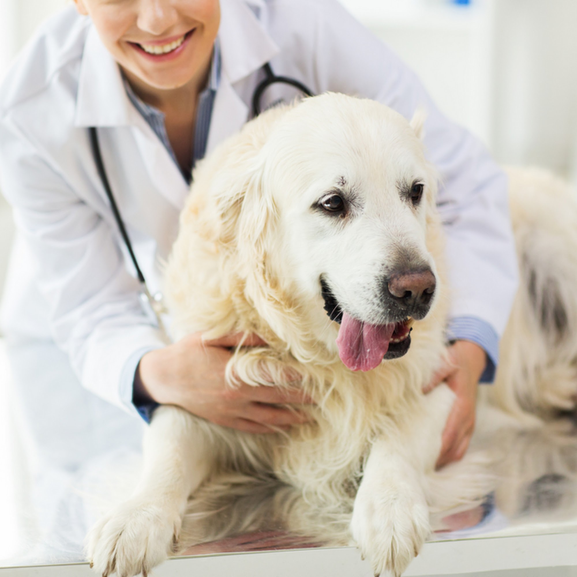 Lakeville Animal Hospital Lakeville
