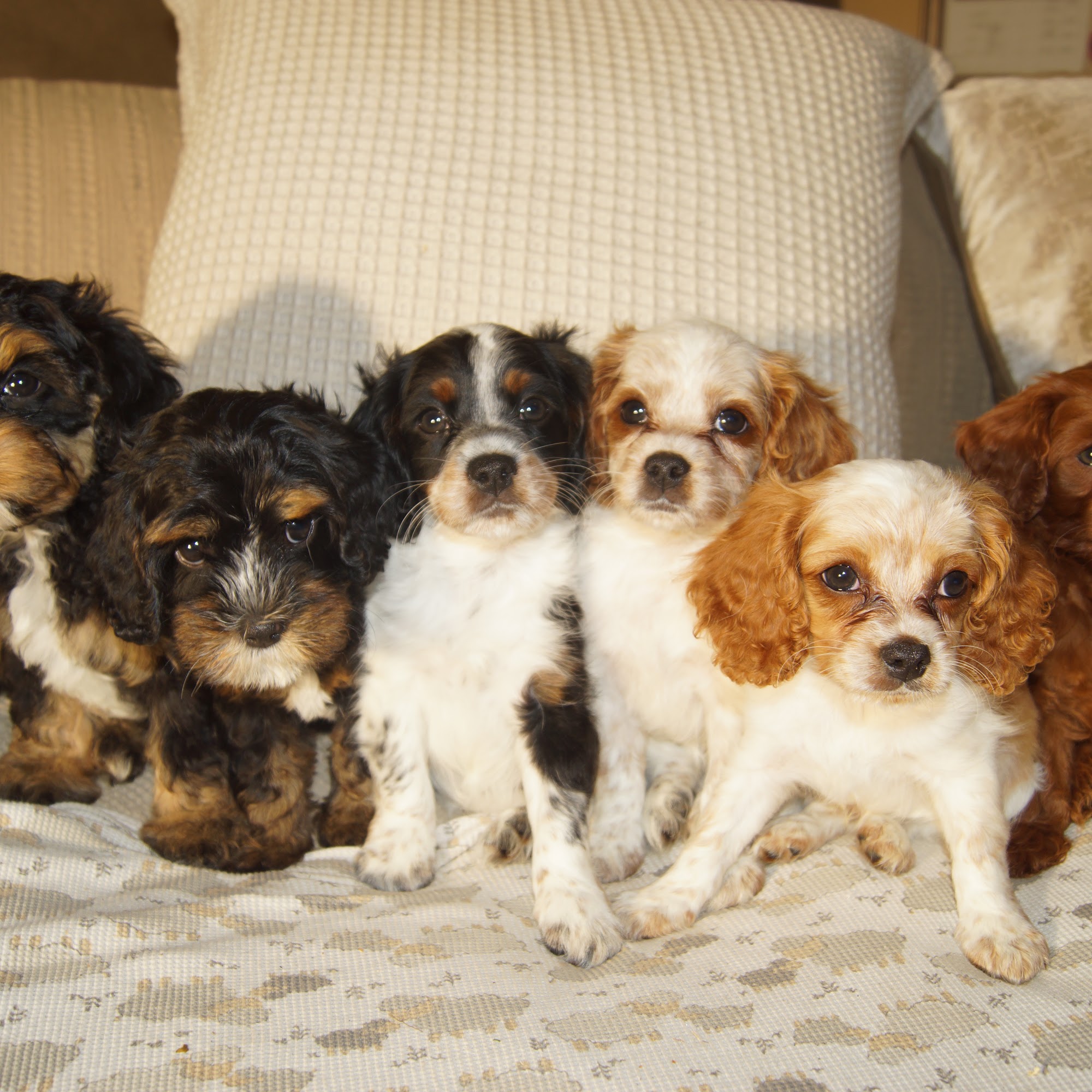Pratt Meadow Puppies 116 Prospect St, Lanesborough Massachusetts 01237