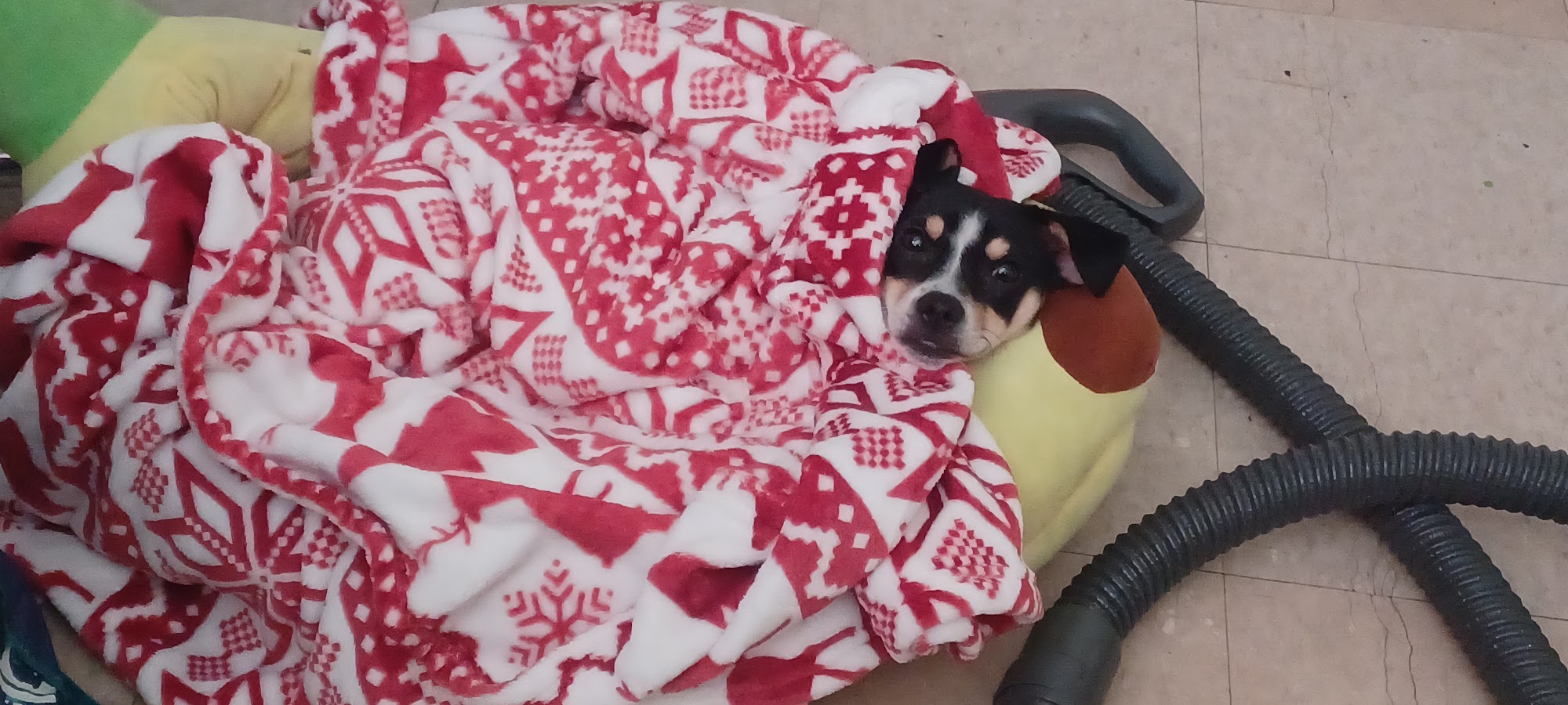 Dr Colm Scanlon Leicester Veterinary clinic Leicester