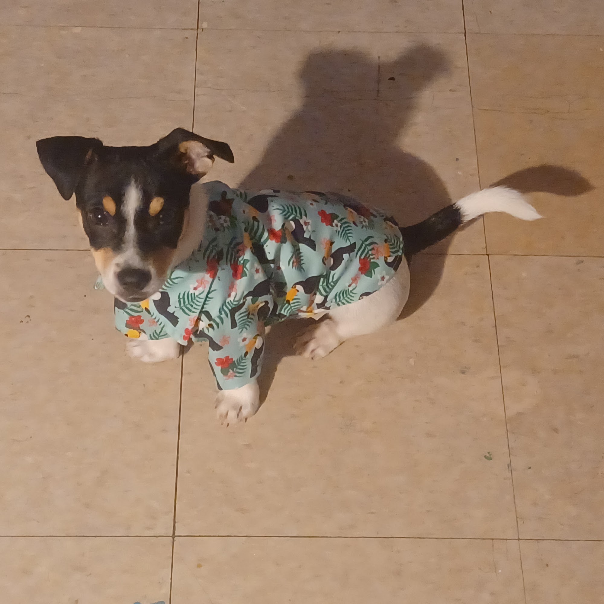 Dr Colm Scanlon Leicester Veterinary clinic Leicester