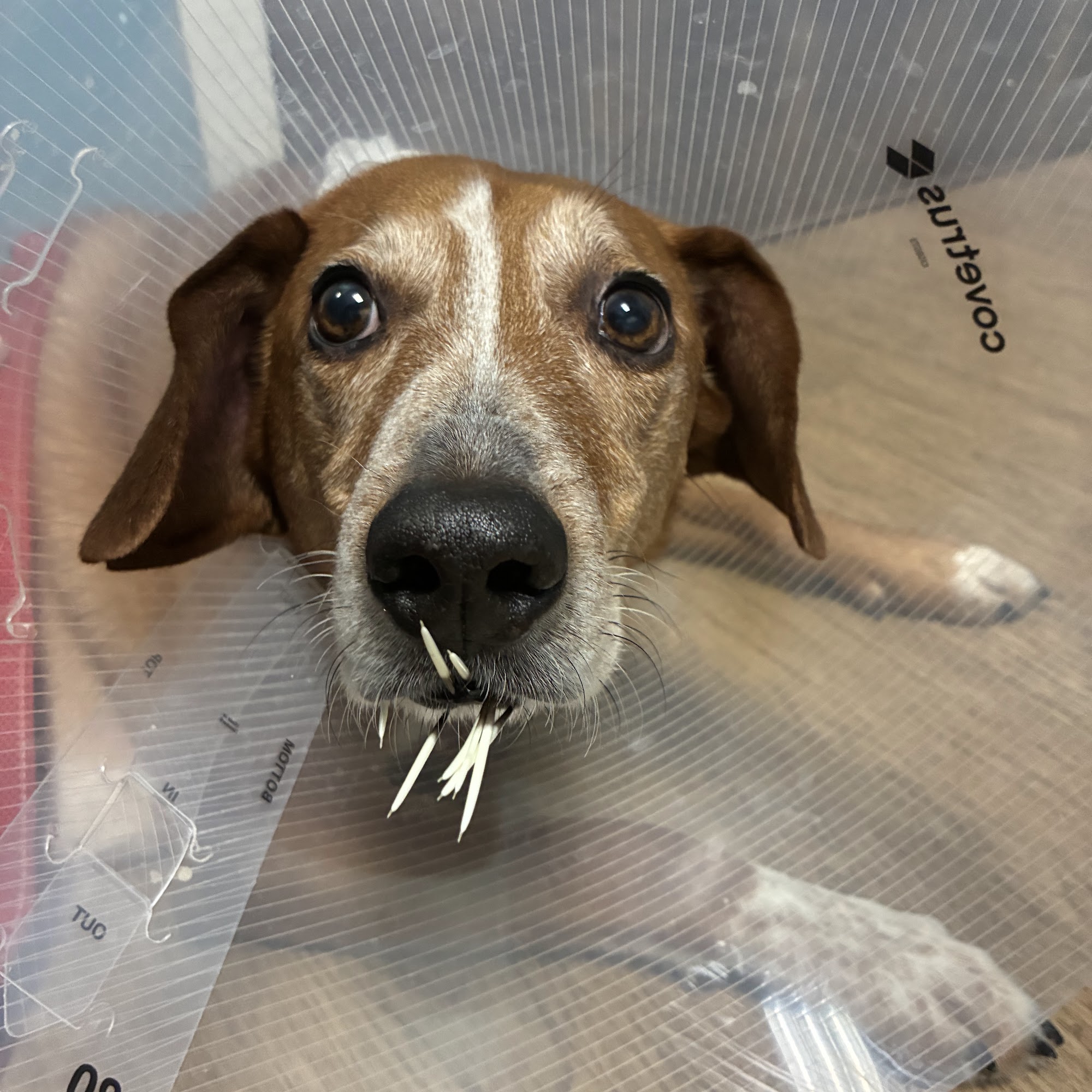 Hilltop Animal Clinic: Hartman Gail DVM Leicester