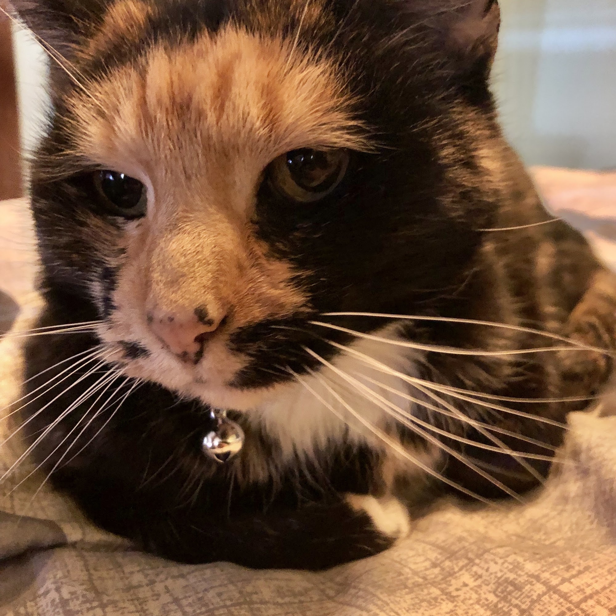 Leominster Animal Hospital Leominster