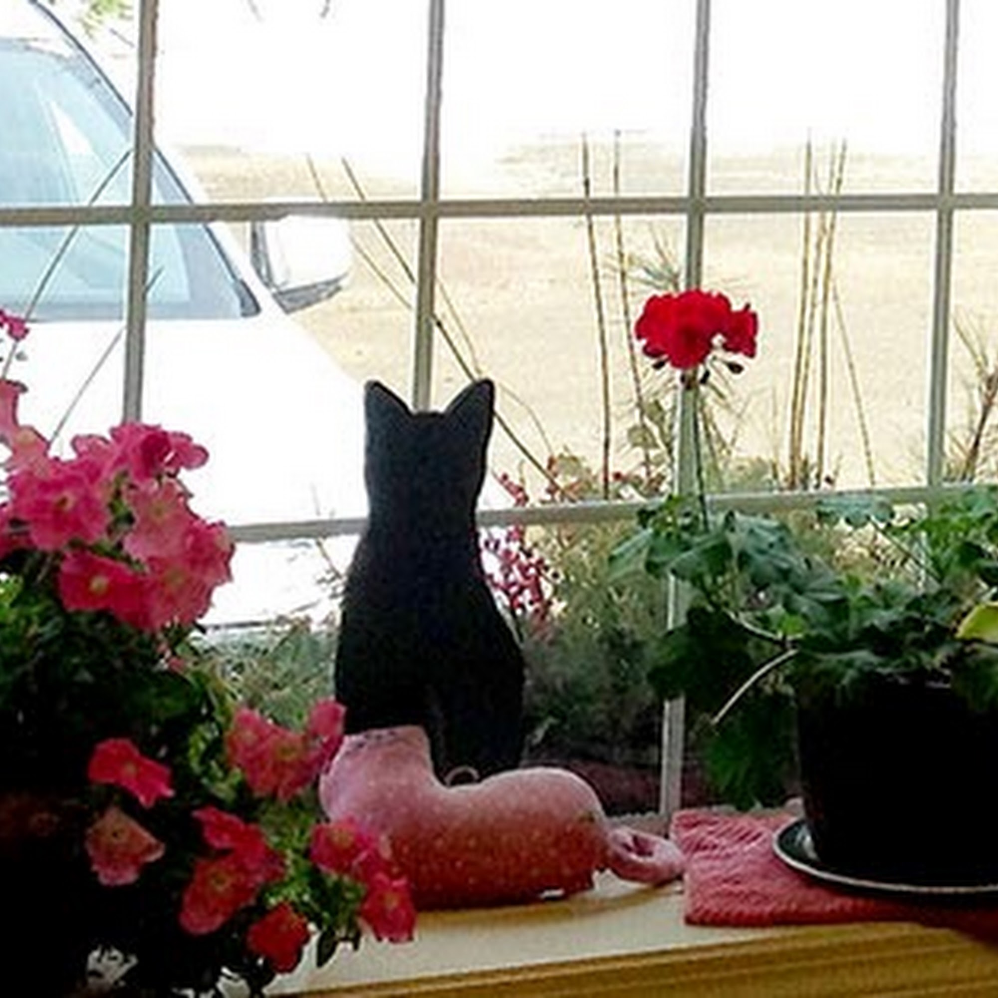 Central Animal Hospital Leominster