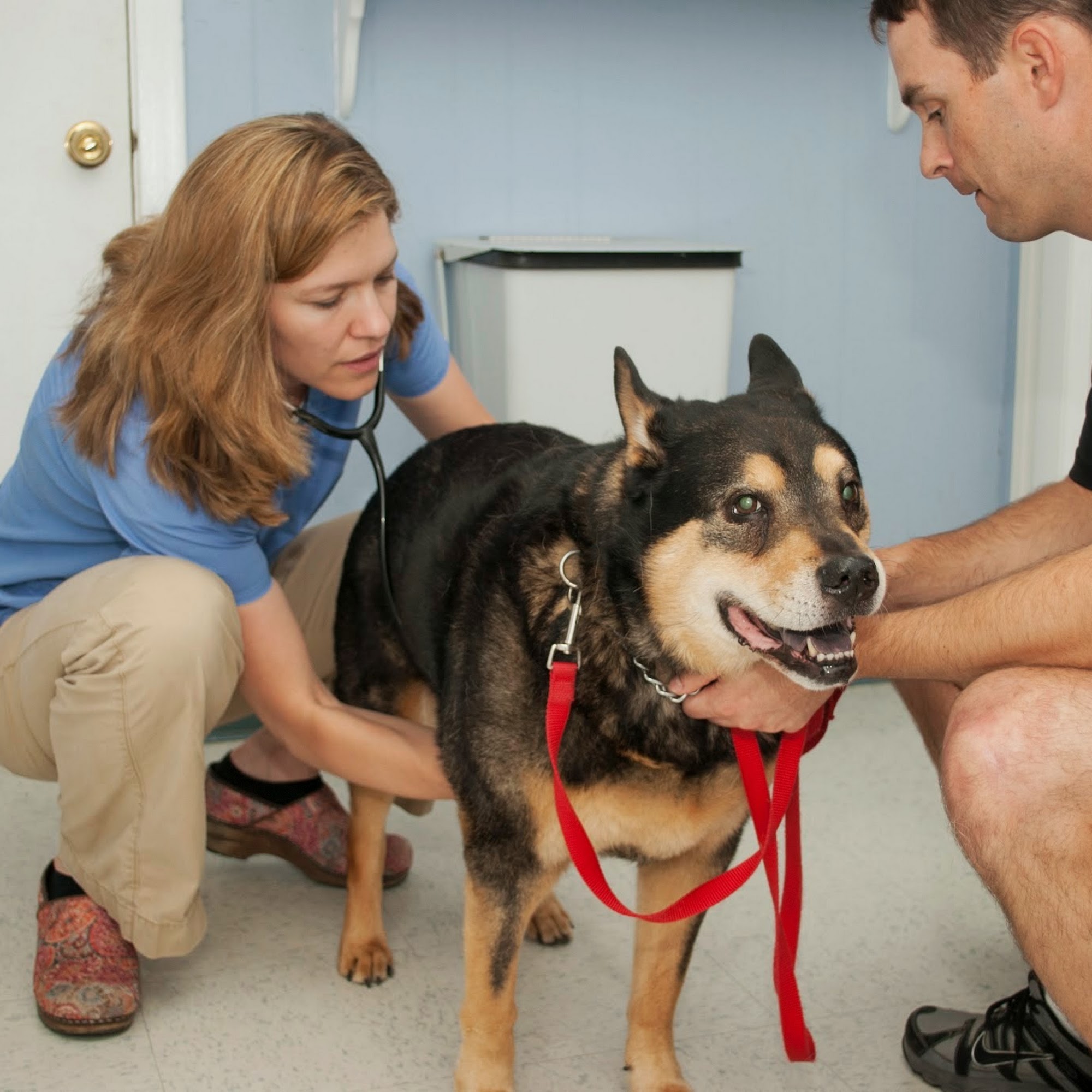 Lexington-Bedford Veterinary Hospital Lexington
