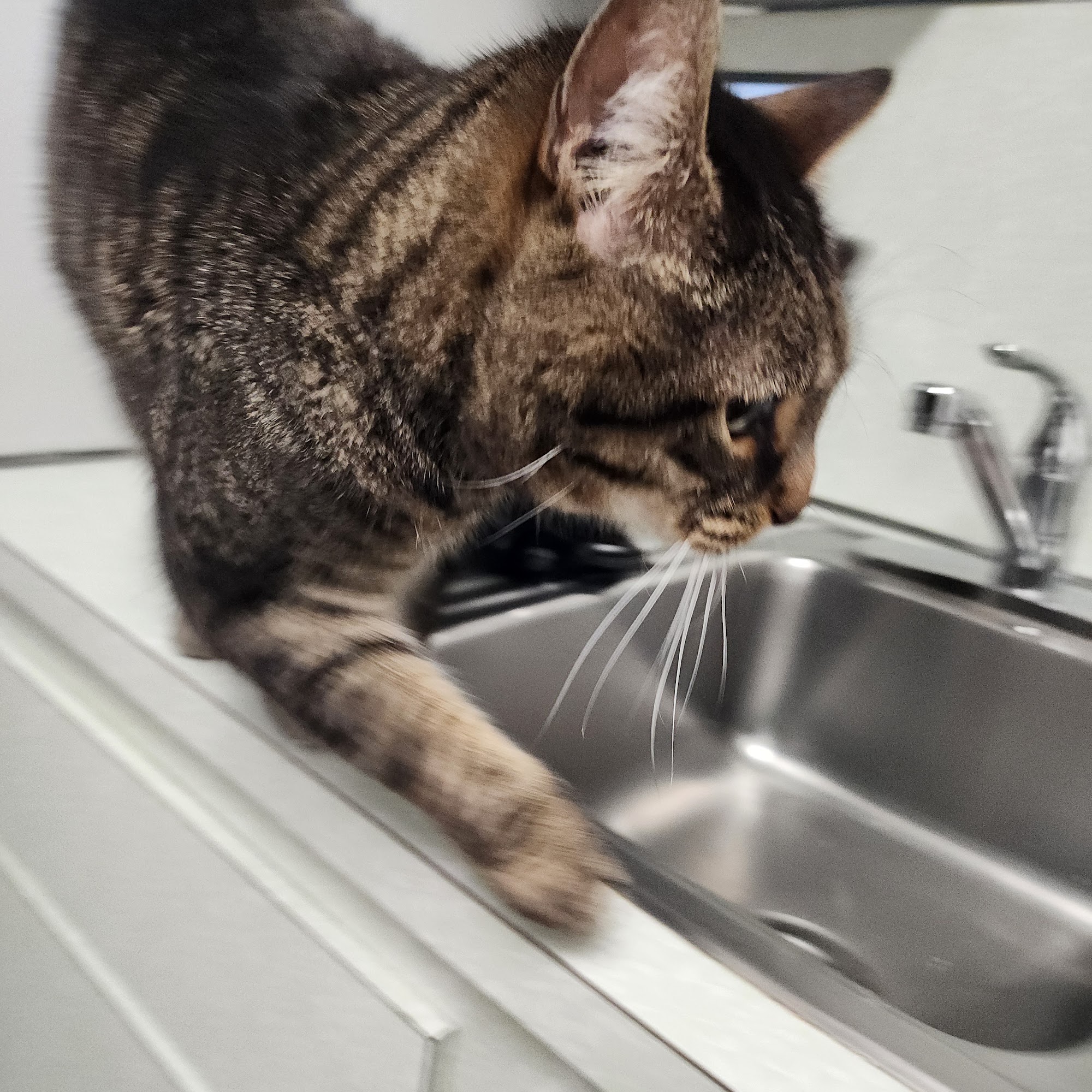 Lexington Veterinary Associates Lexington