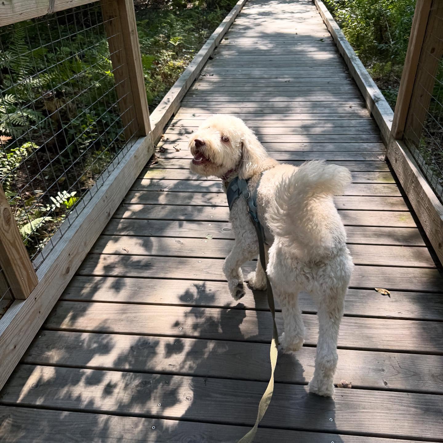 Doggie Jogs Lexington