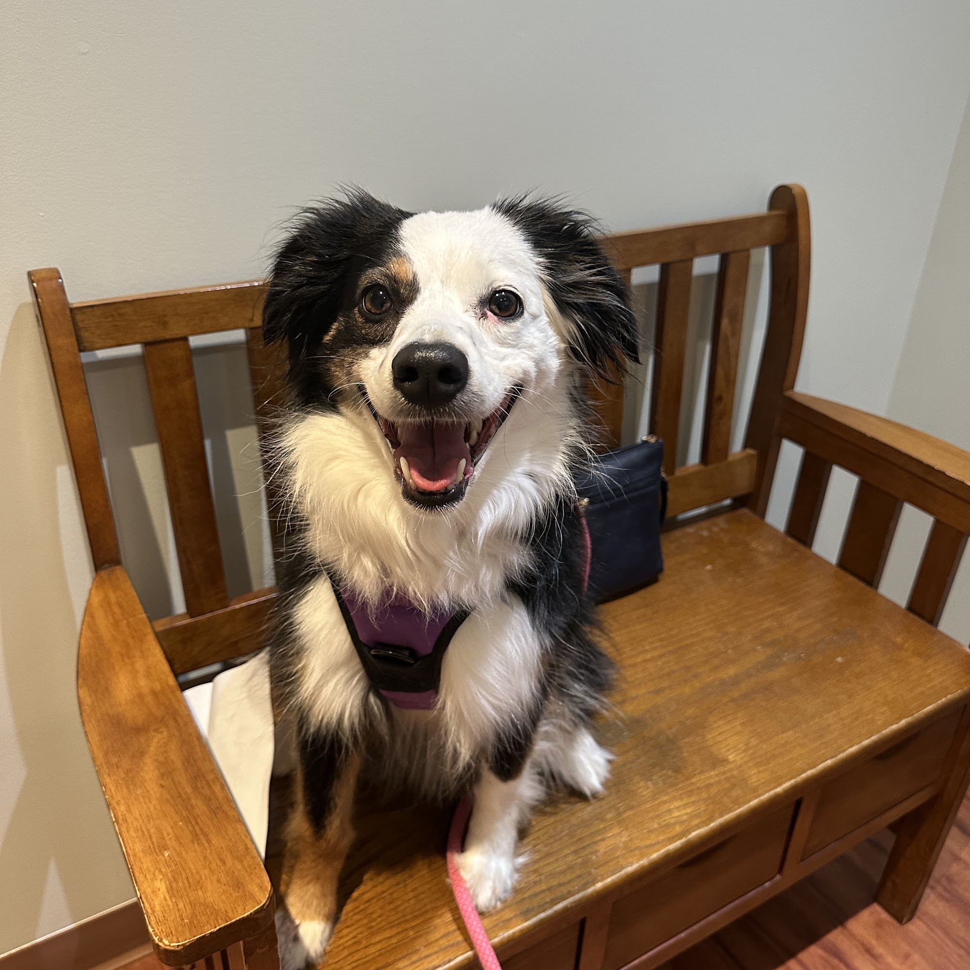 Belvidere Veterinary Hospital, A Thrive Pet Healthcare Partner Lowell