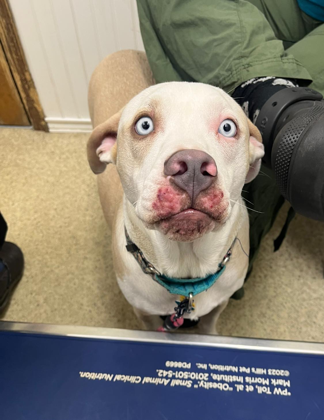 Linwood Animal Hospital: Mccarthy Richard E DVM Lowell