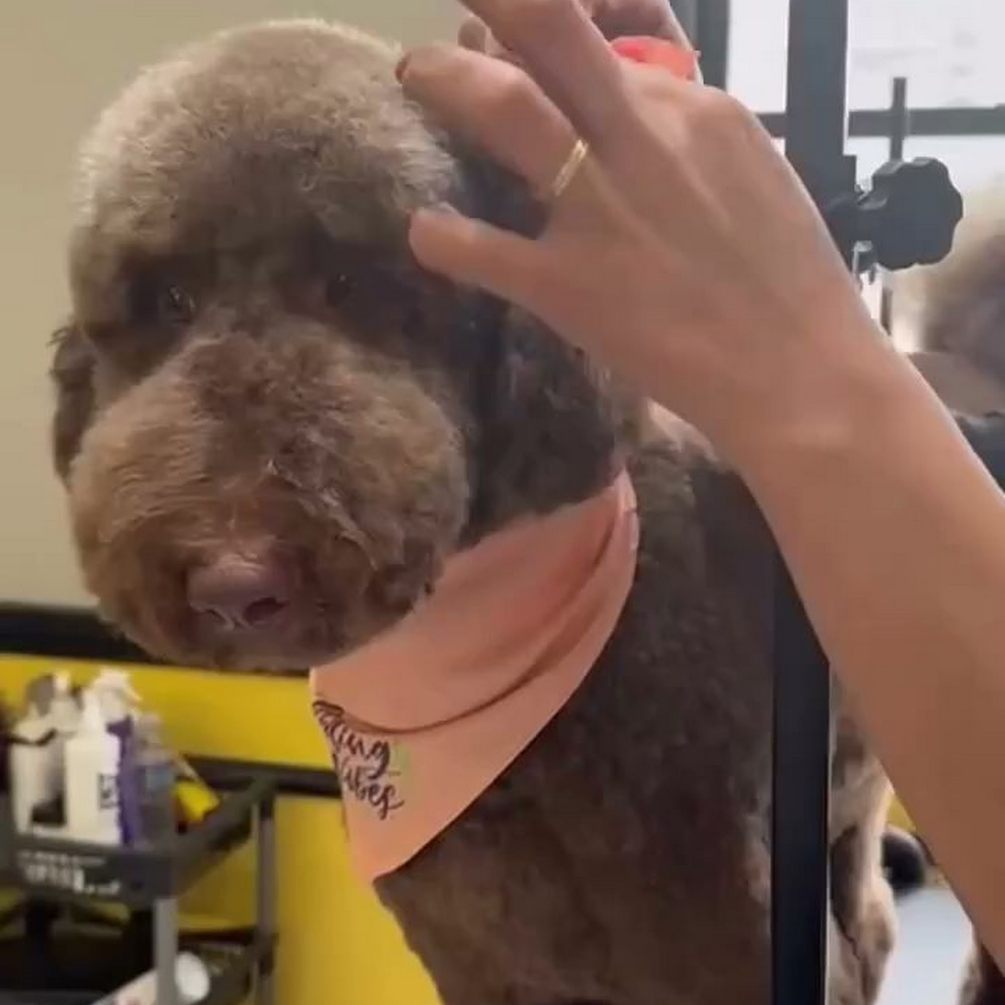 CatDog Grooming Salon Lowell