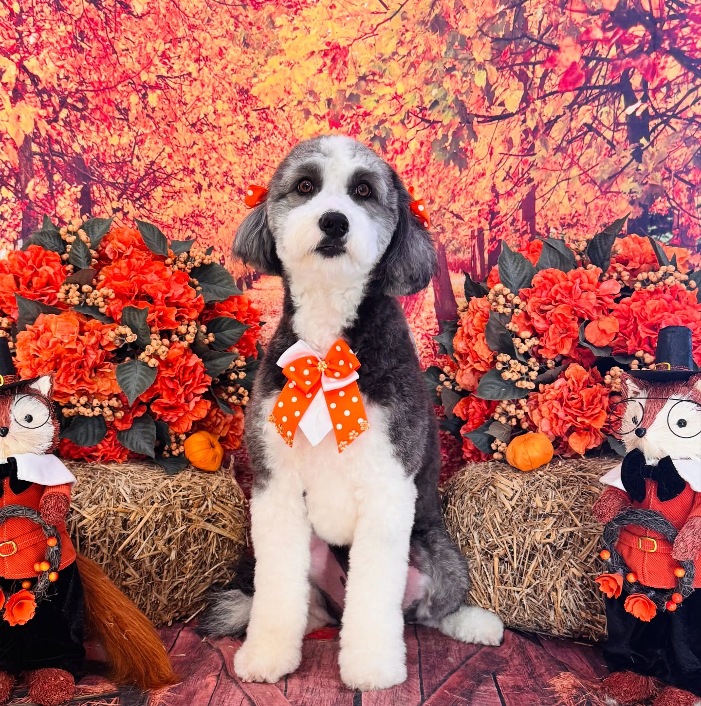 CatDog Grooming Salon Lowell