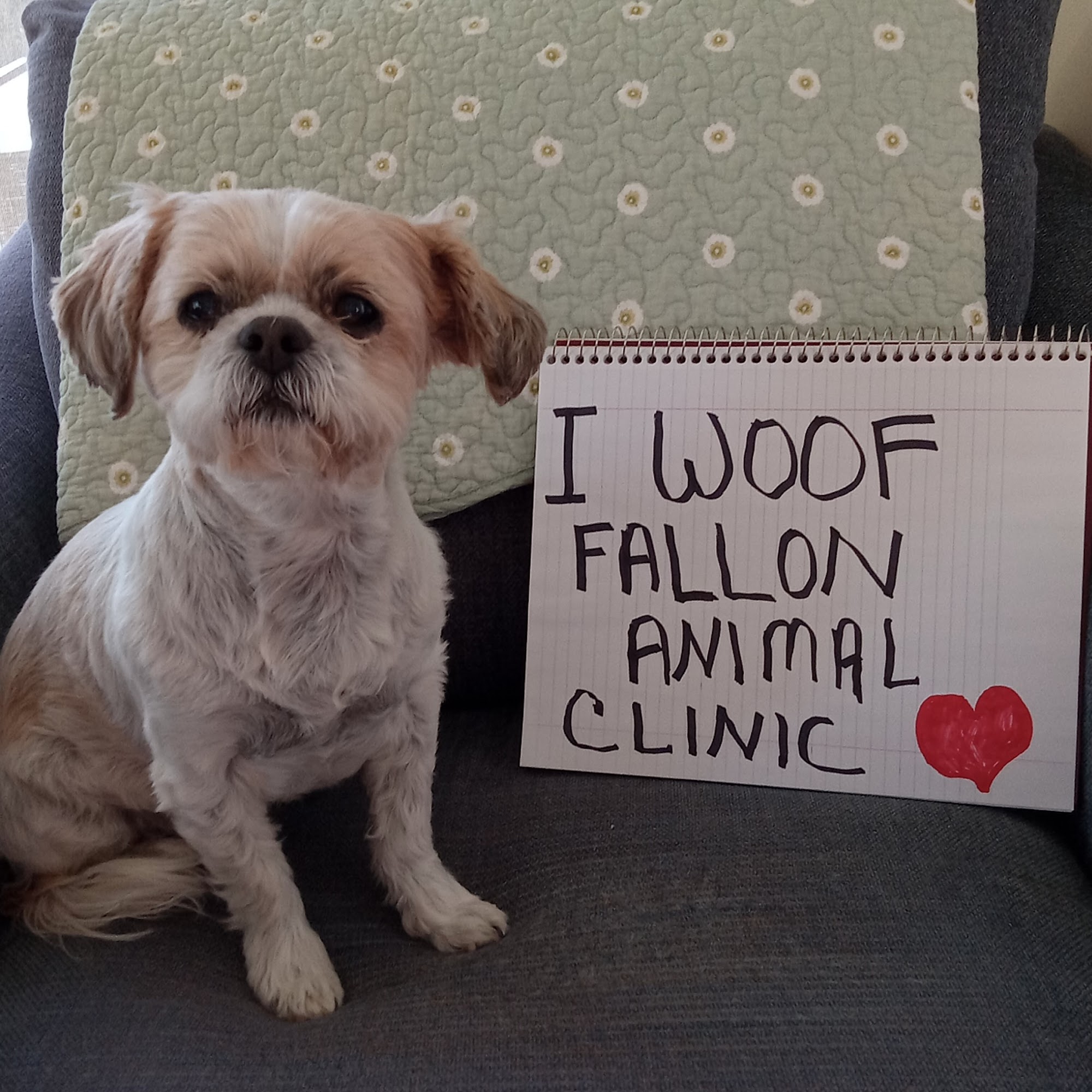 Fallon Animal Clinic Inc Lunenburg