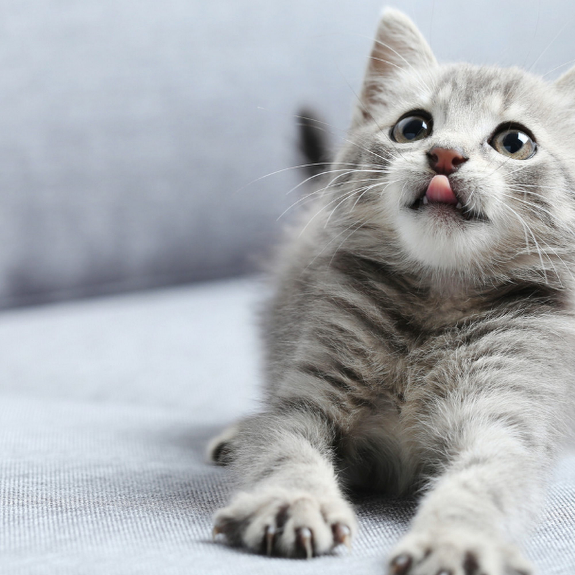 Pat Brody Shelter for Cats Lunenburg