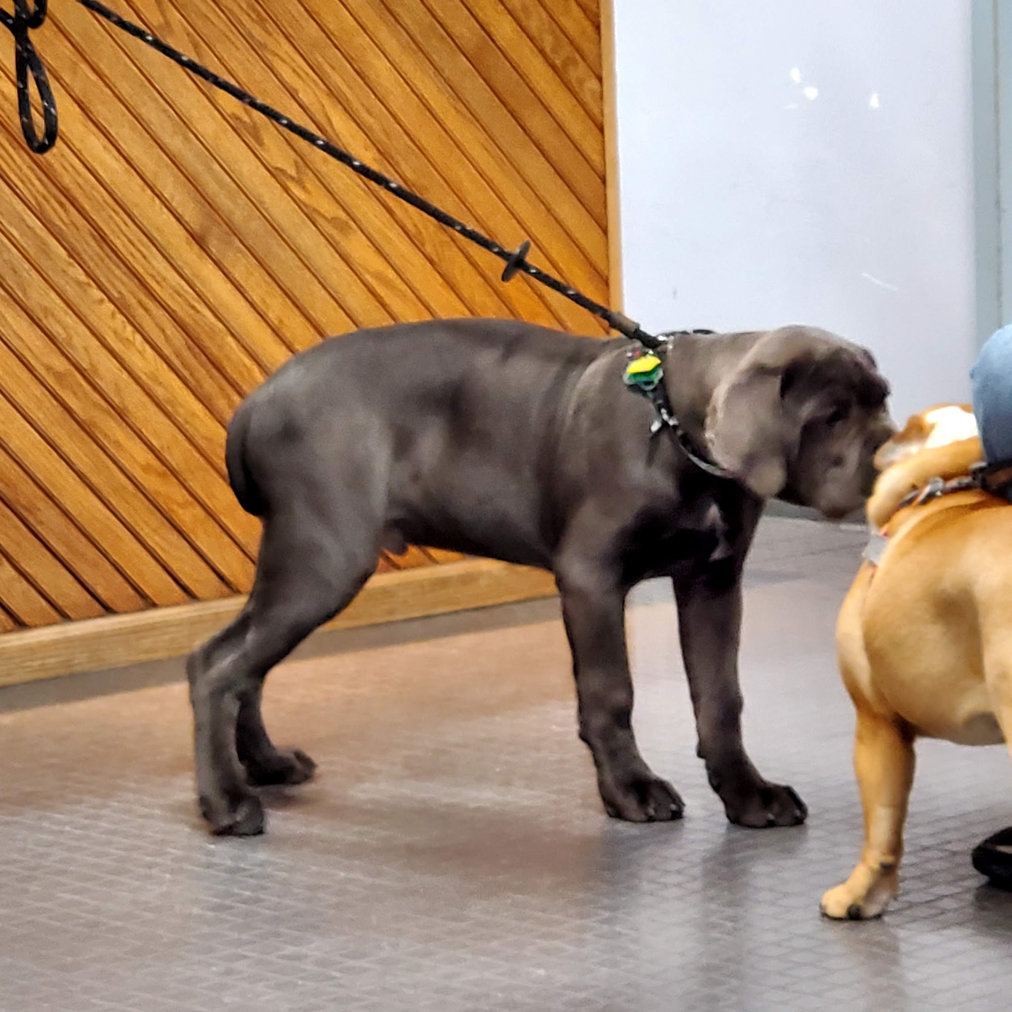 North Shore Animal Hospital Lynn