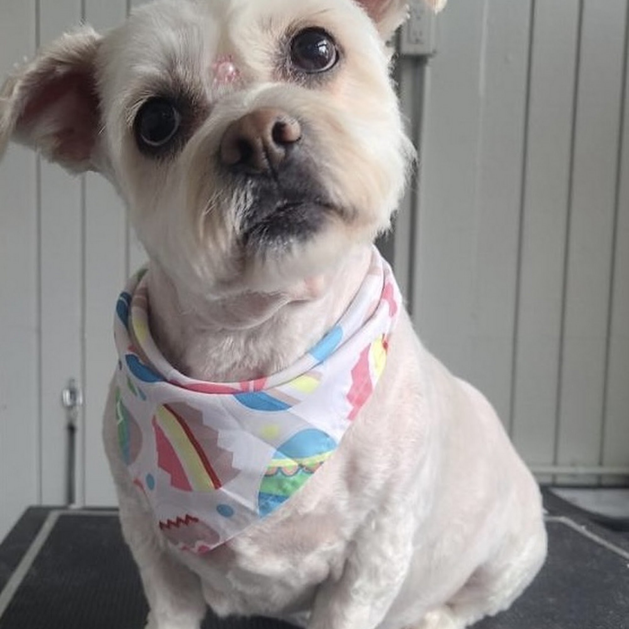 Big Daddy Doggie Daycare Inc. Malden