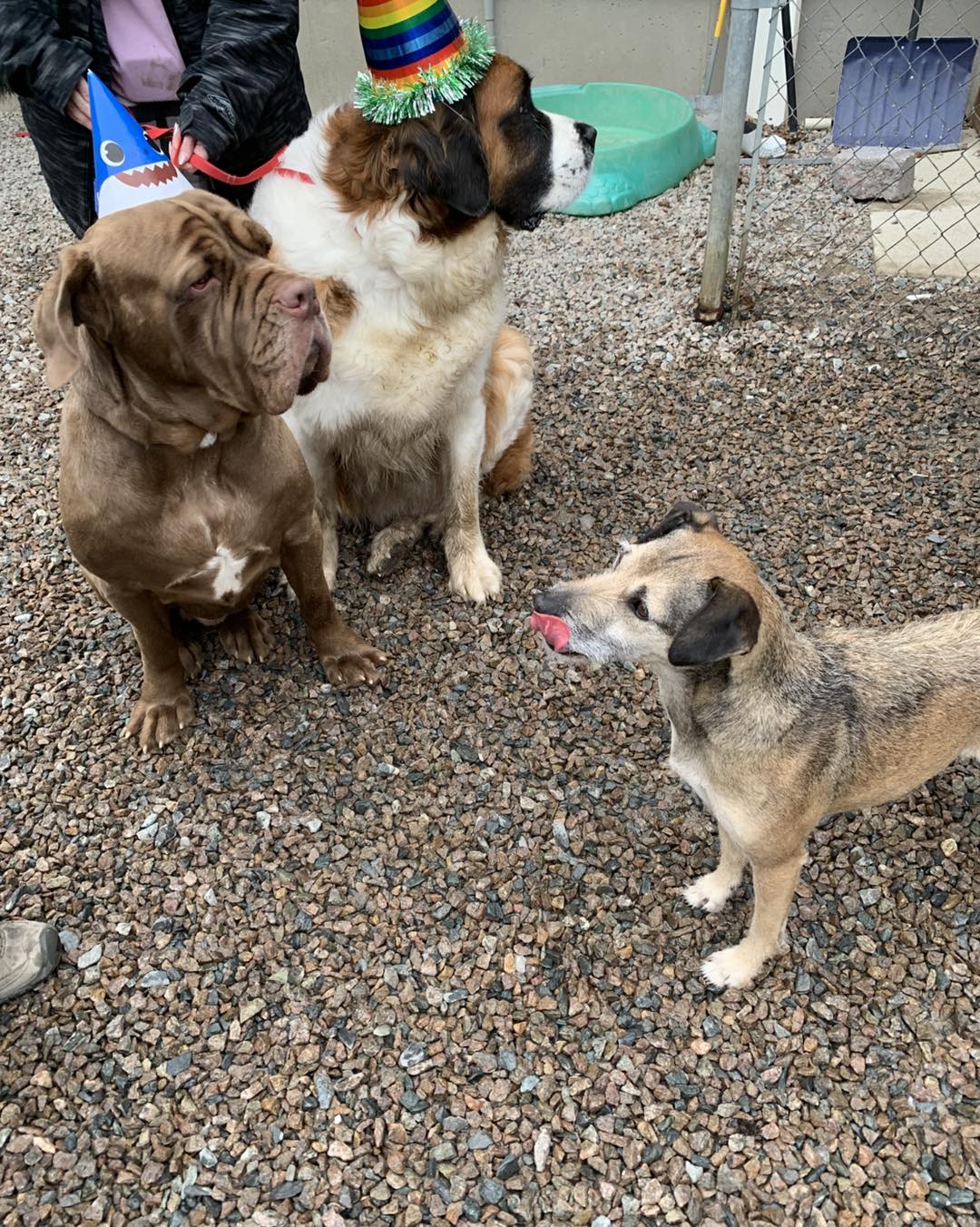 Red Dog Inn and Resort Mansfield