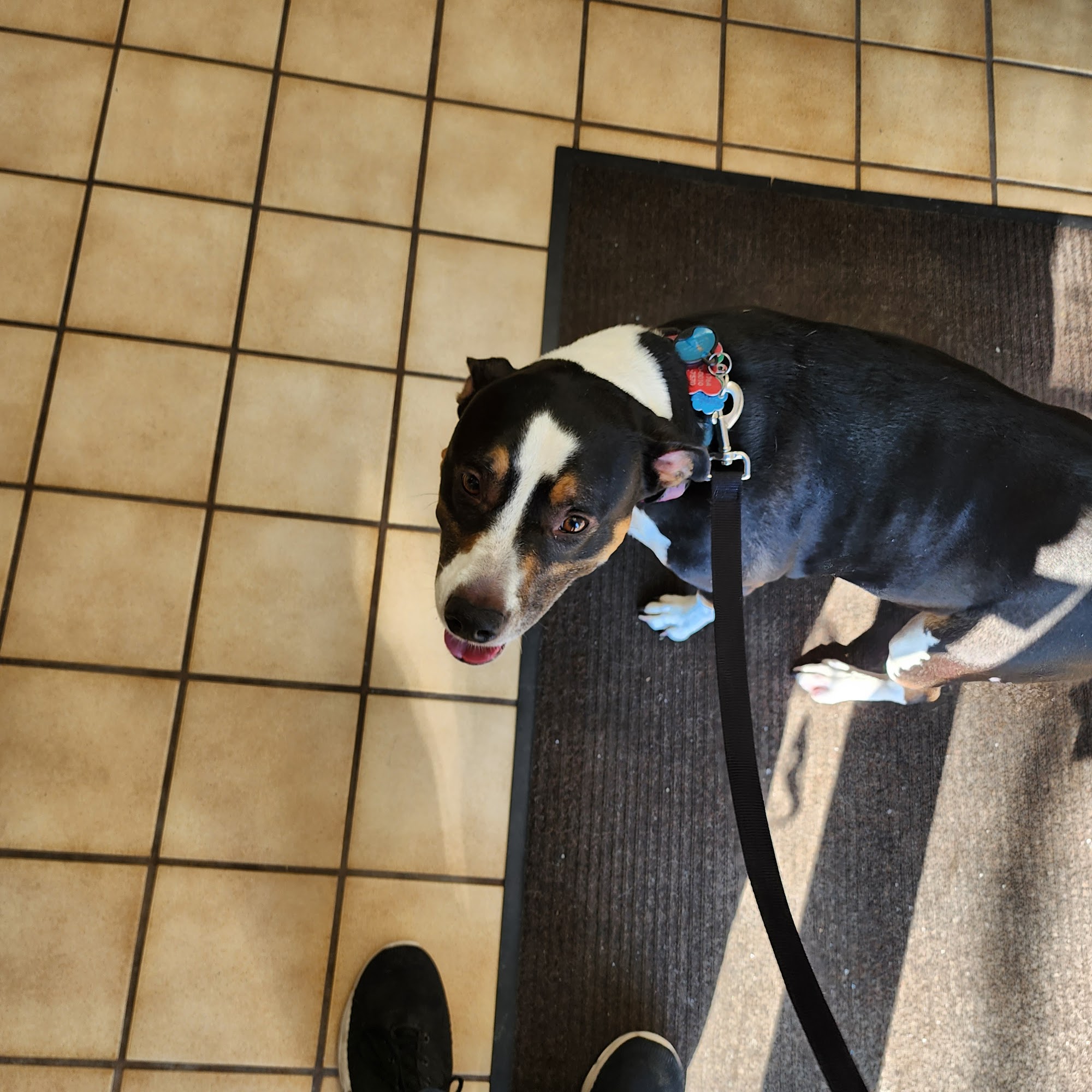 Marblehead Animal Hospital Marblehead