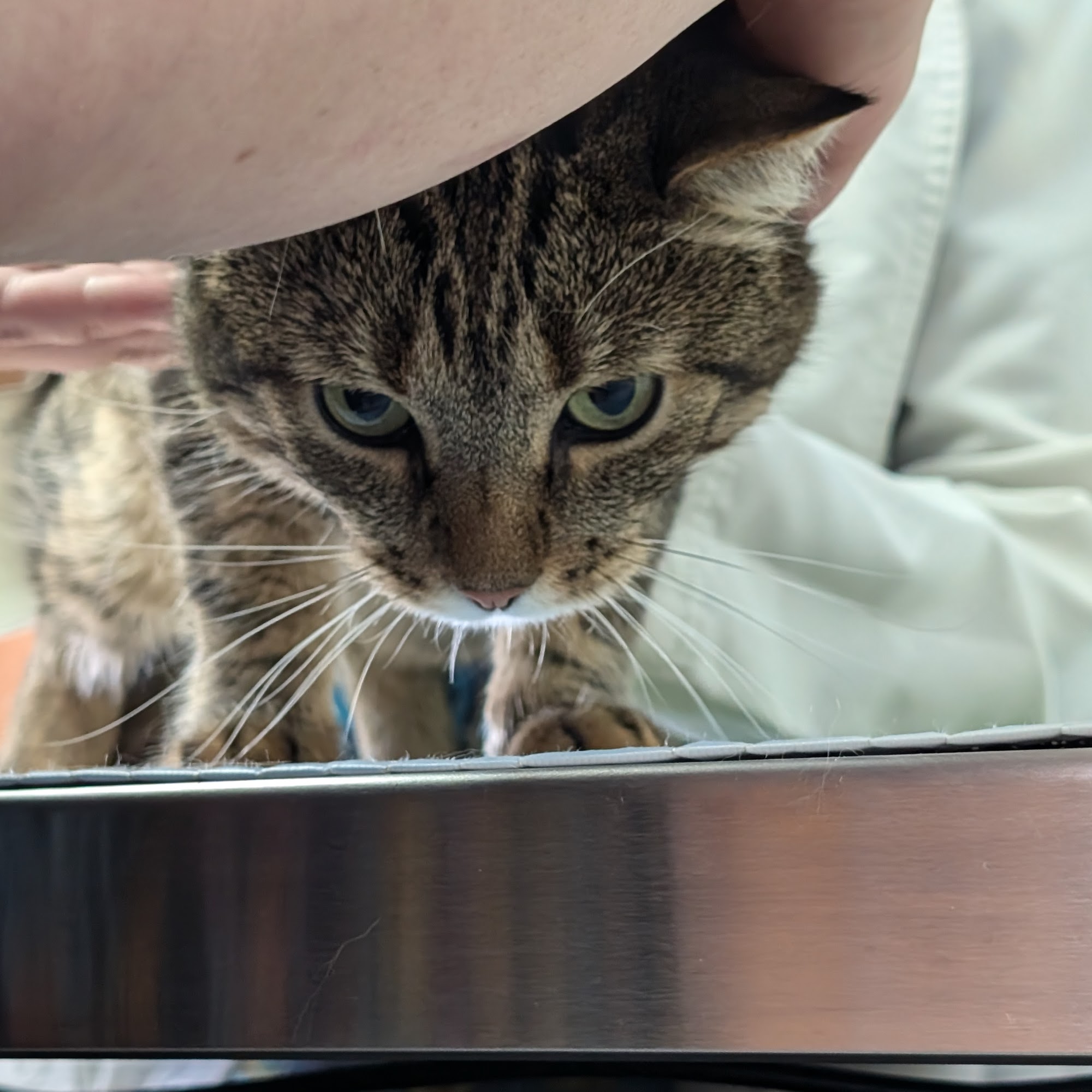 Compassion Veterinary Clinic Marlborough