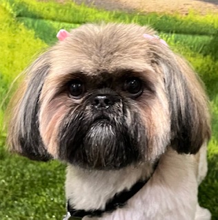 Canine Clips Salon Marlborough