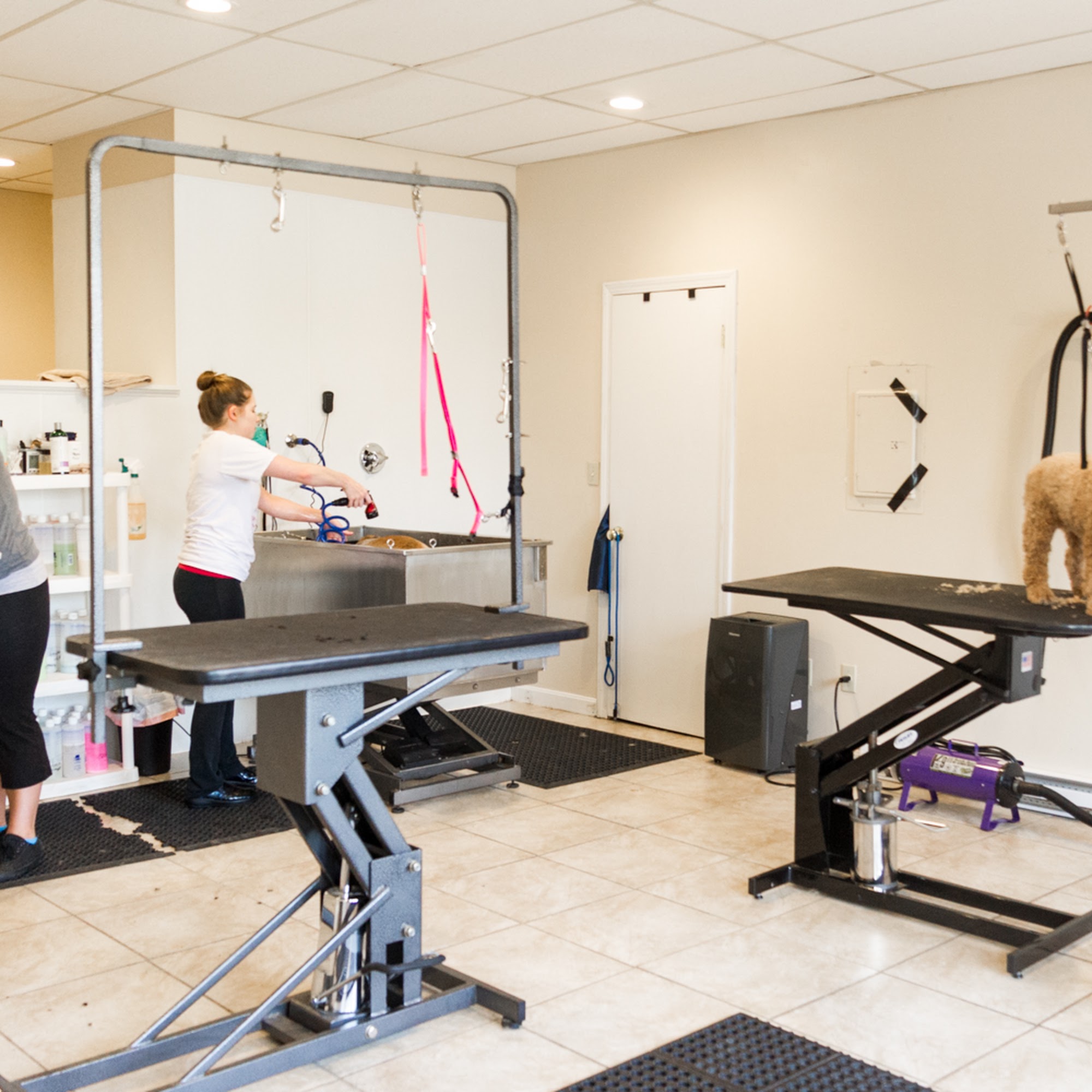 Canine Clips Salon Marlborough