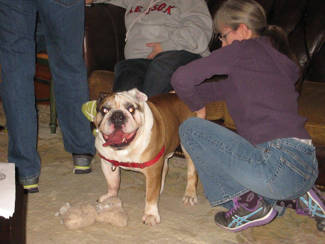 Pet Sitting by Tiffany Marlborough