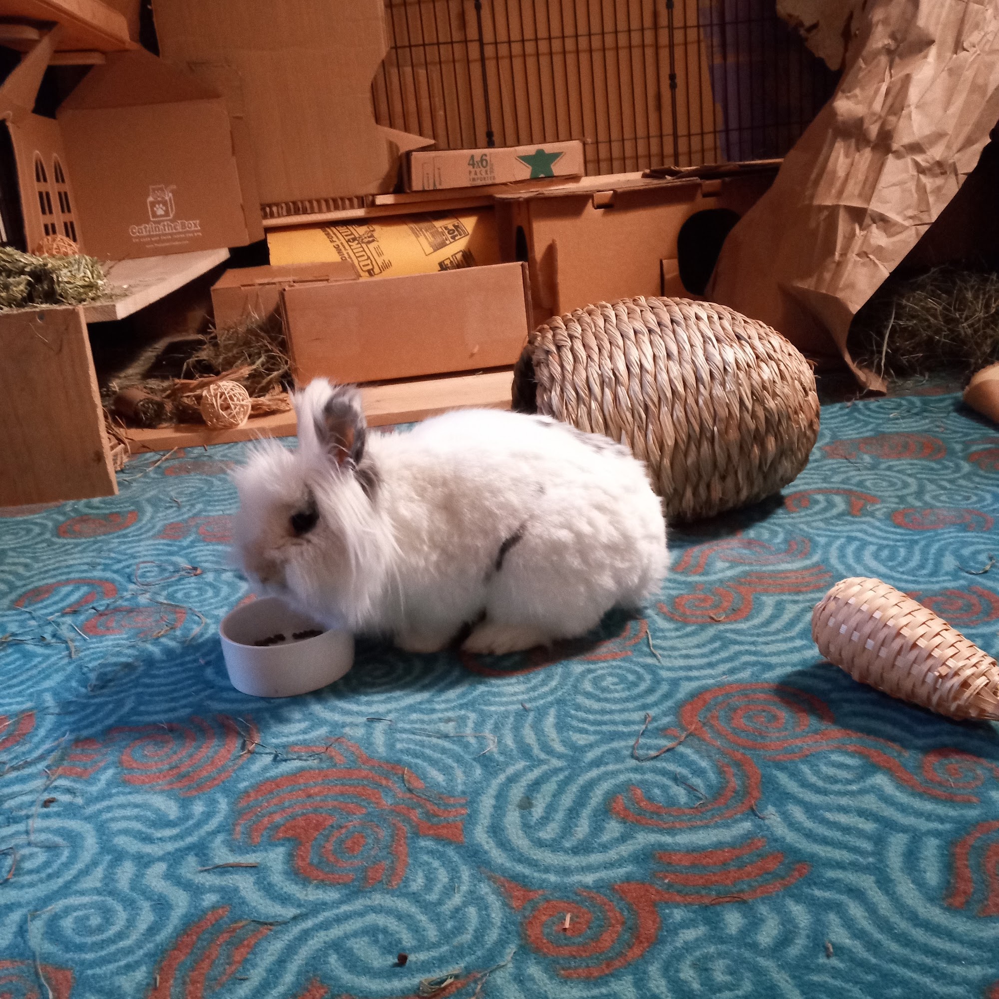 Pet Sitting by Tiffany Marlborough