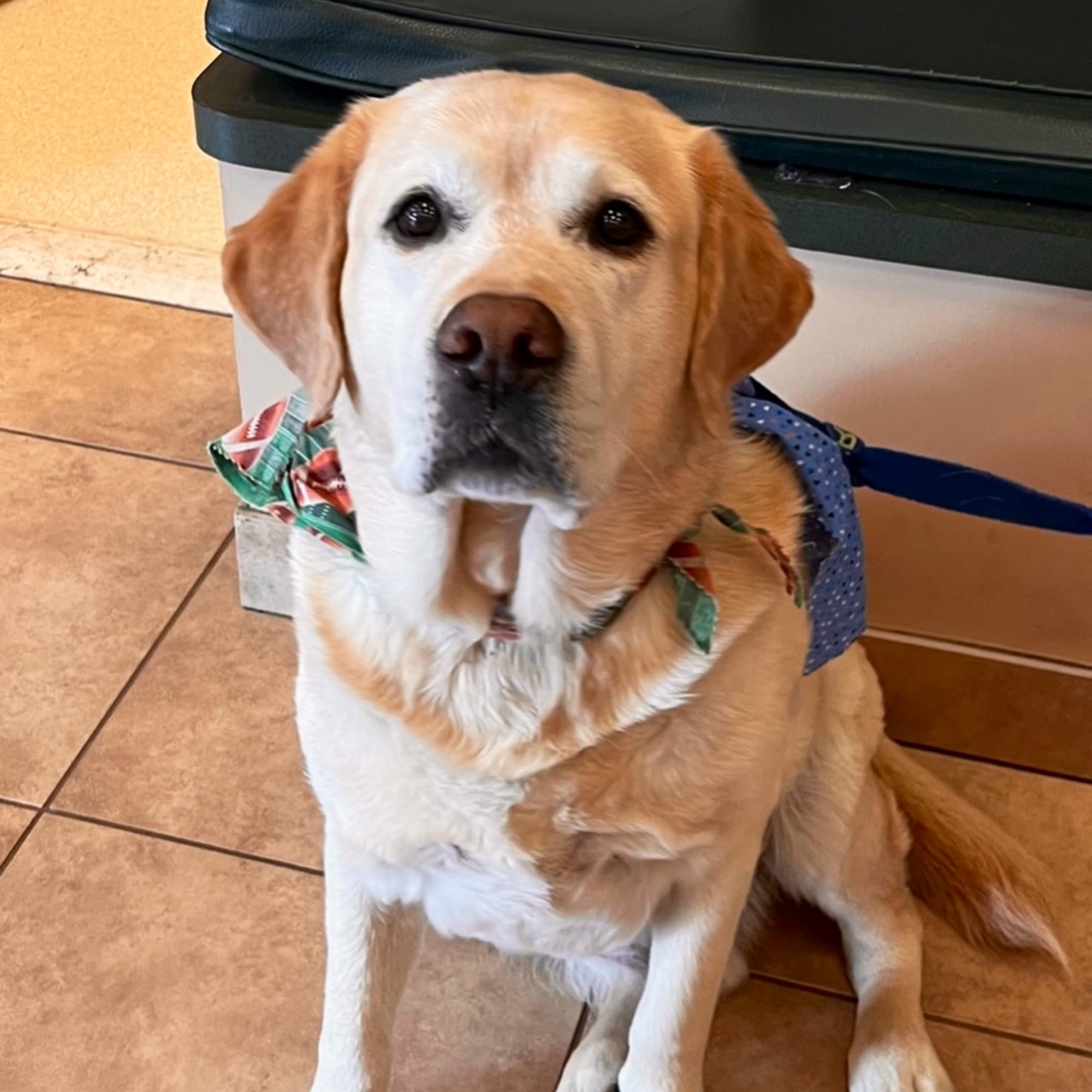 Marshfield Animal Hospital Marshfield