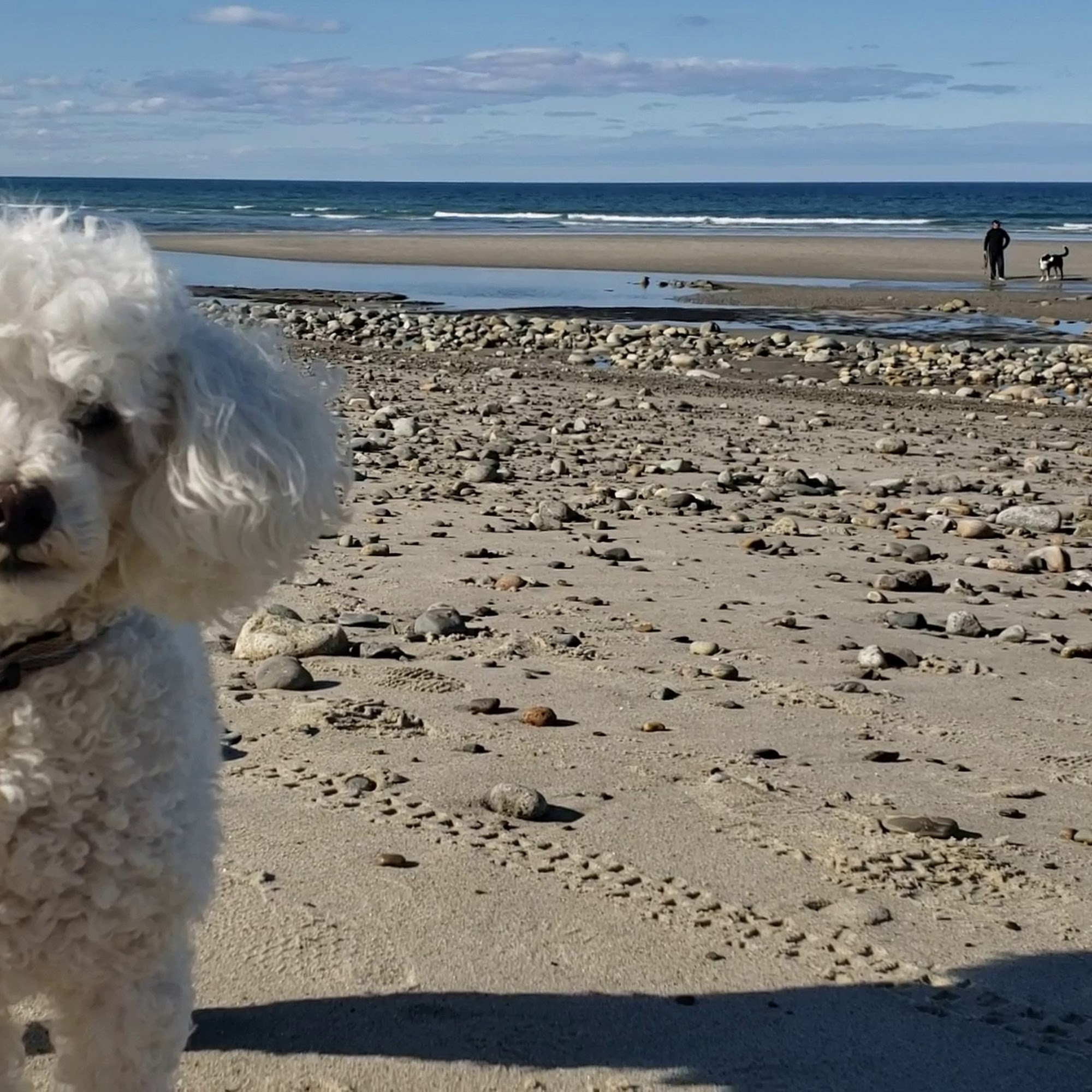 The Daily Dog Marshfield