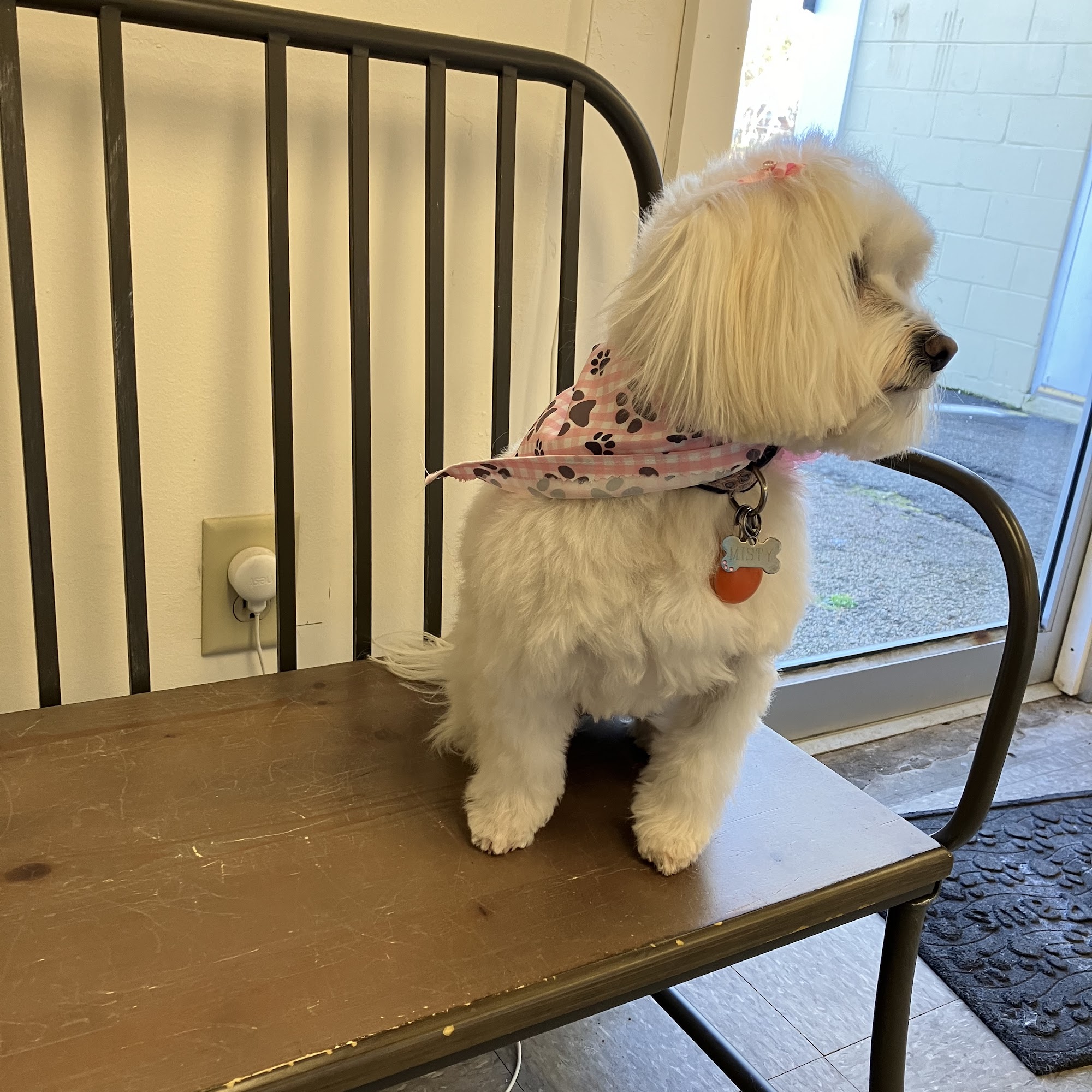 Nonie's Pet Grooming Marshfield