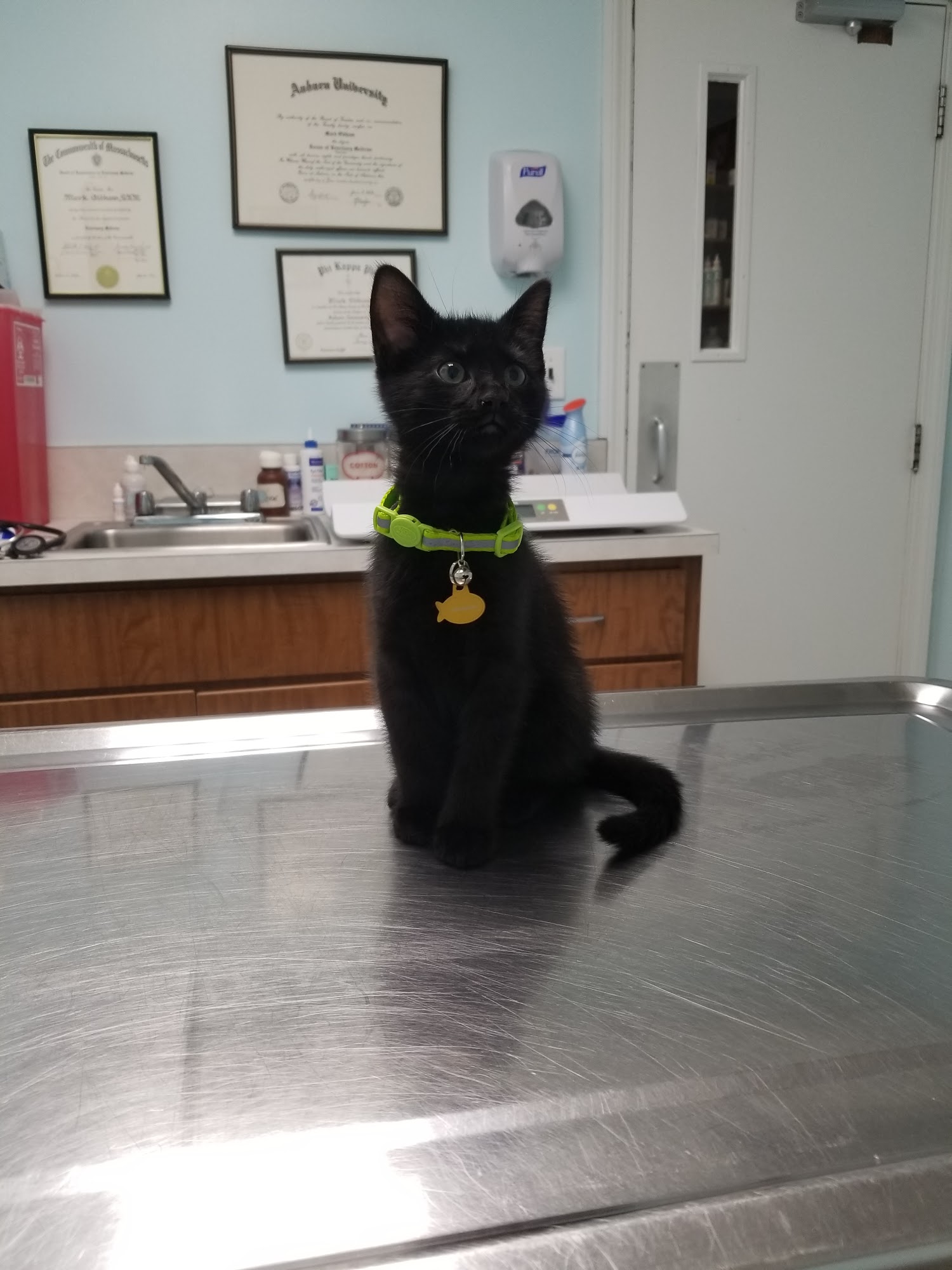 Mashpee Veterinary Hospital Mashpee