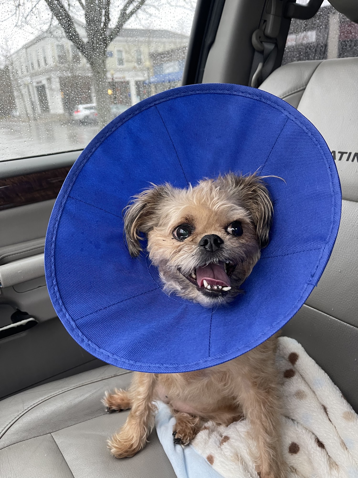 Caring Hearts Animal Hospital Mashpee