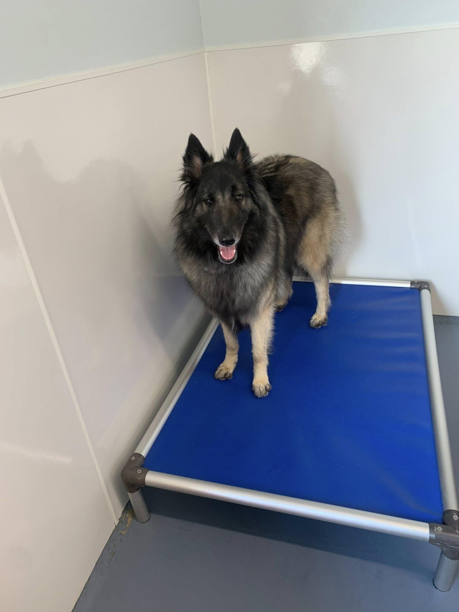 Cape Cod Dog Center Mashpee