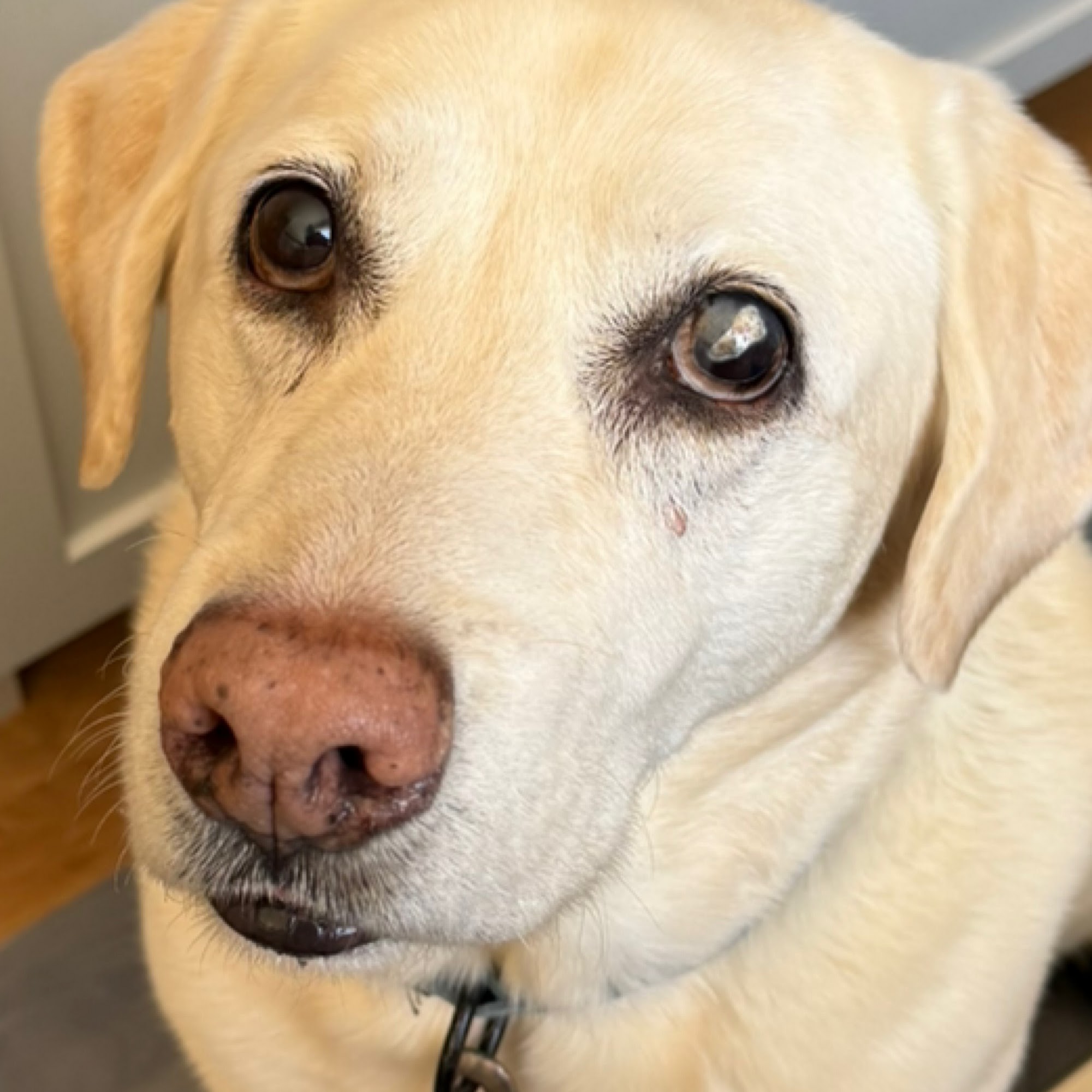 Mattapoisett Animal Hospital Mattapoisett