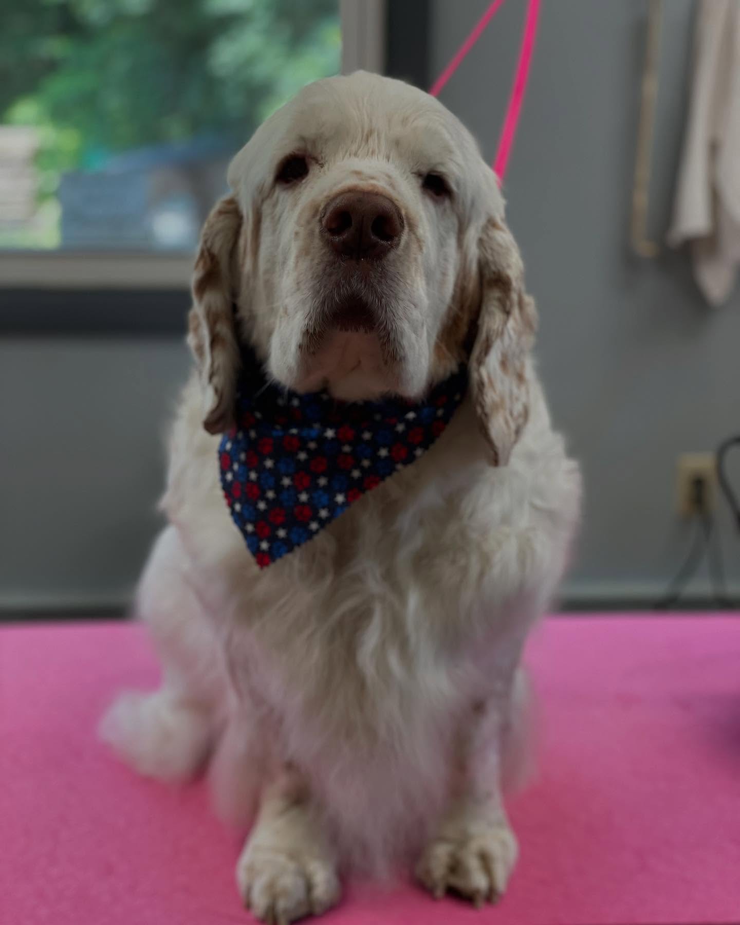 Dirty Paws Groomery Maynard