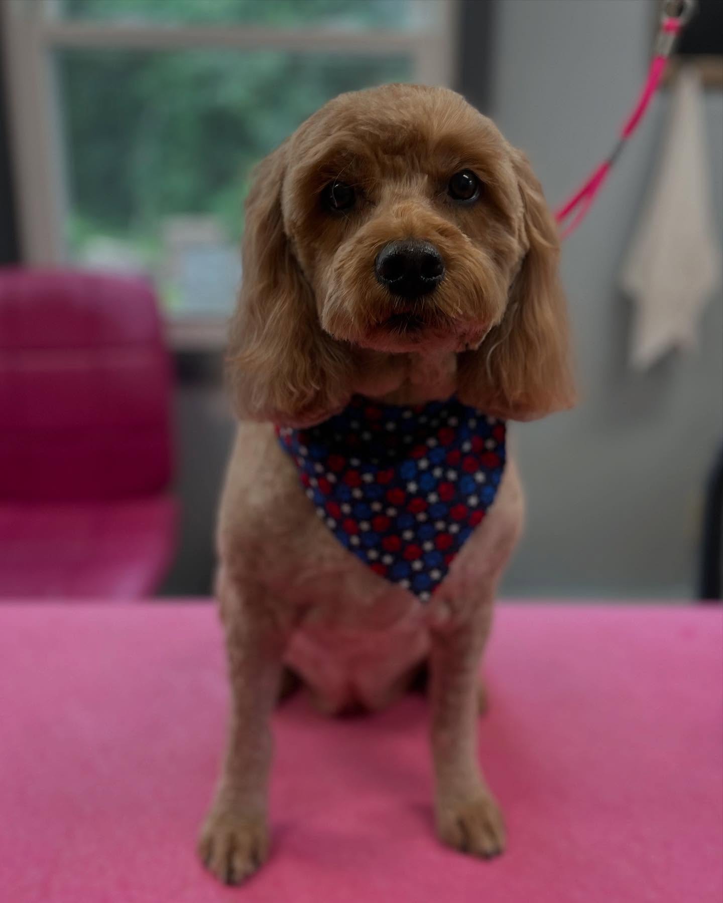 Dirty Paws Groomery Maynard