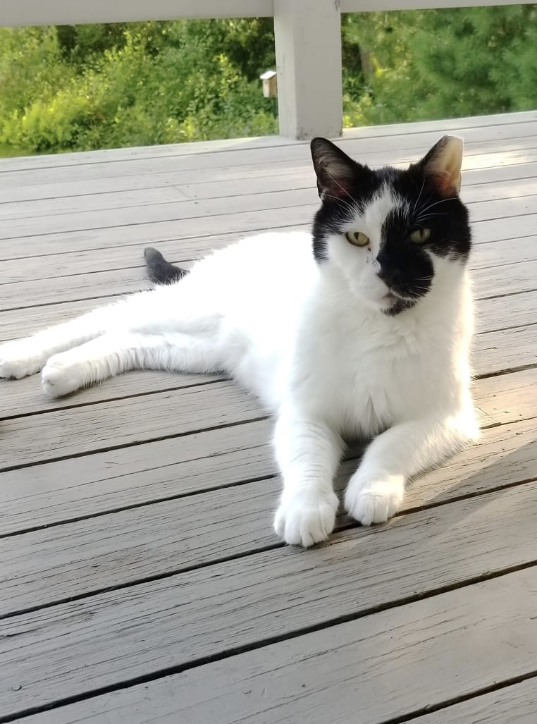 West Street Veterinary Clinic Medfield